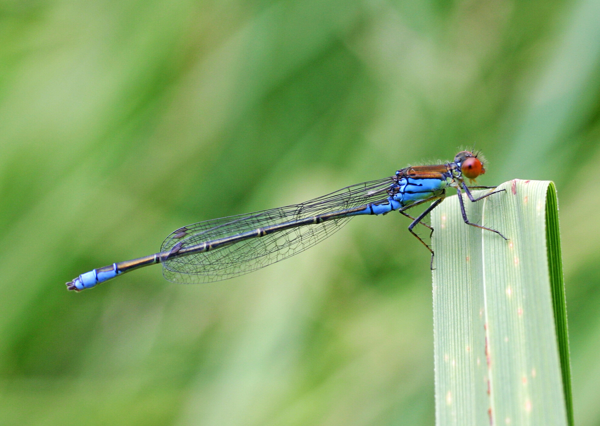#A new damselfly species is sharing habitat with UK natives