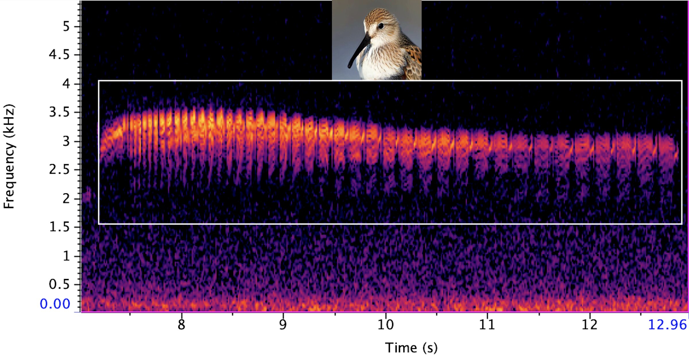 Un nouvel outil d’IA d’apprentissage profond aide les écologistes à surveiller les oiseaux rares à travers leurs chants
