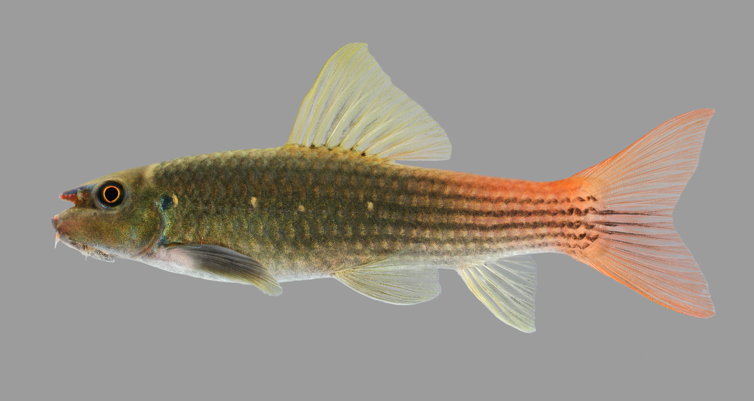 new fish species disco