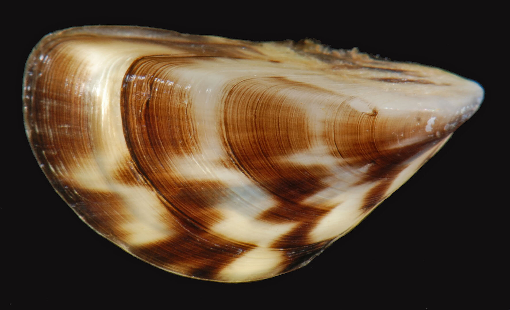 New insights into Zebra mussel attachment fibers offer potential solutions to combat invasive species - Phys.org