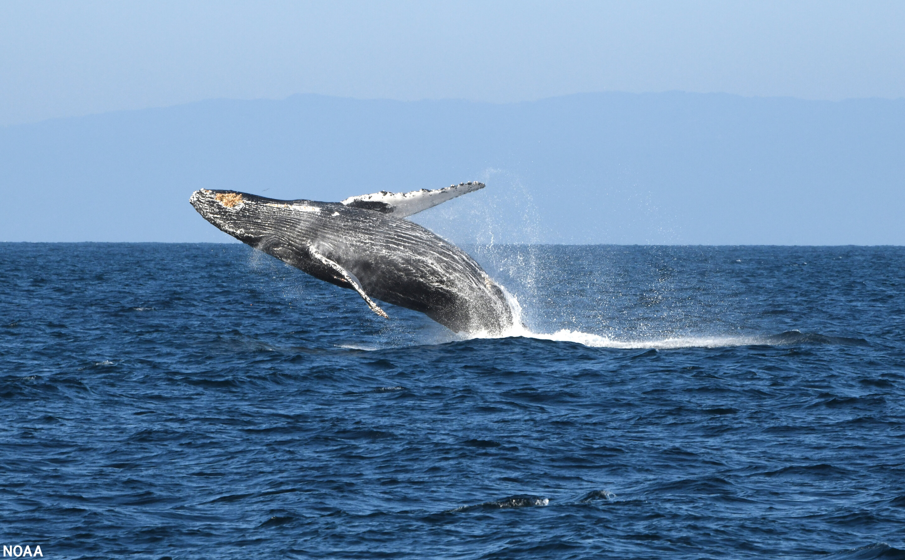 #New protections for endangered whales along the California coast adopted