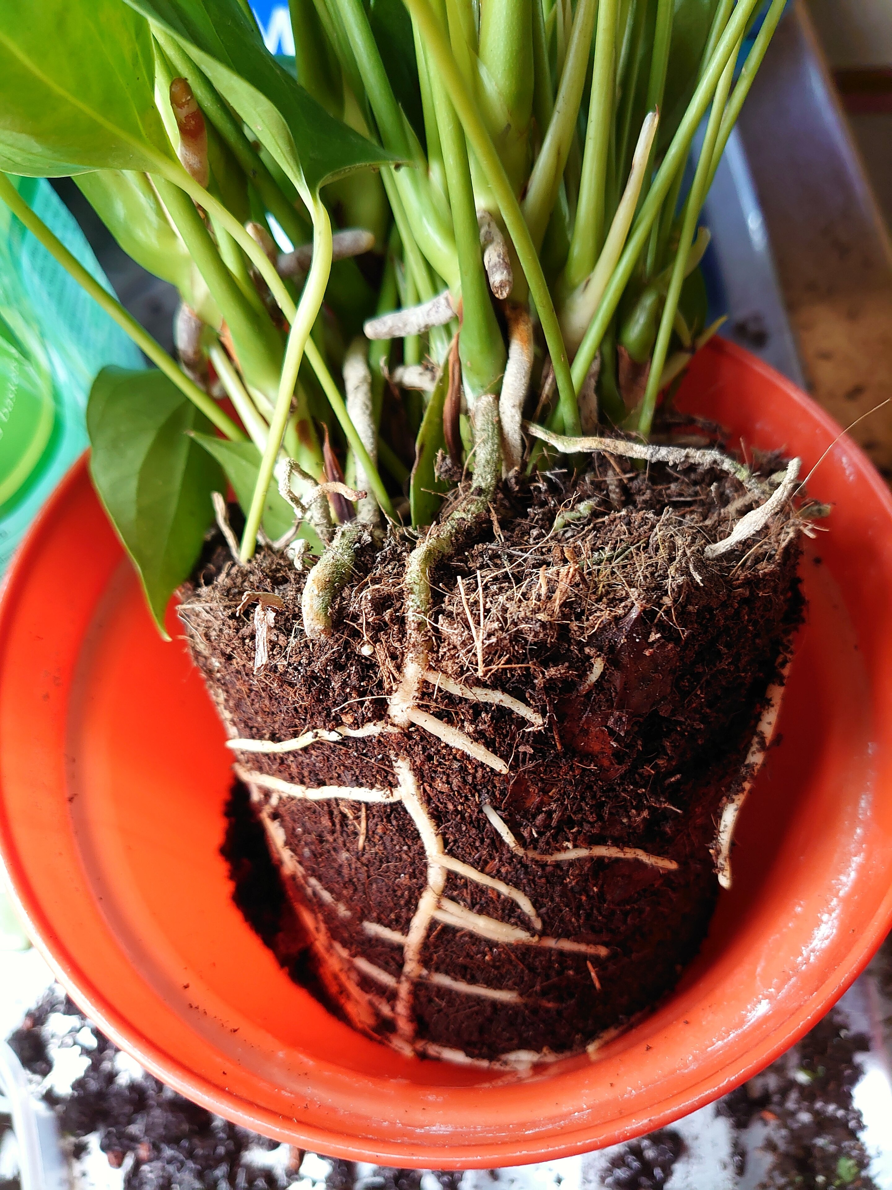 New research roots out solution to keeping houseplants healthy