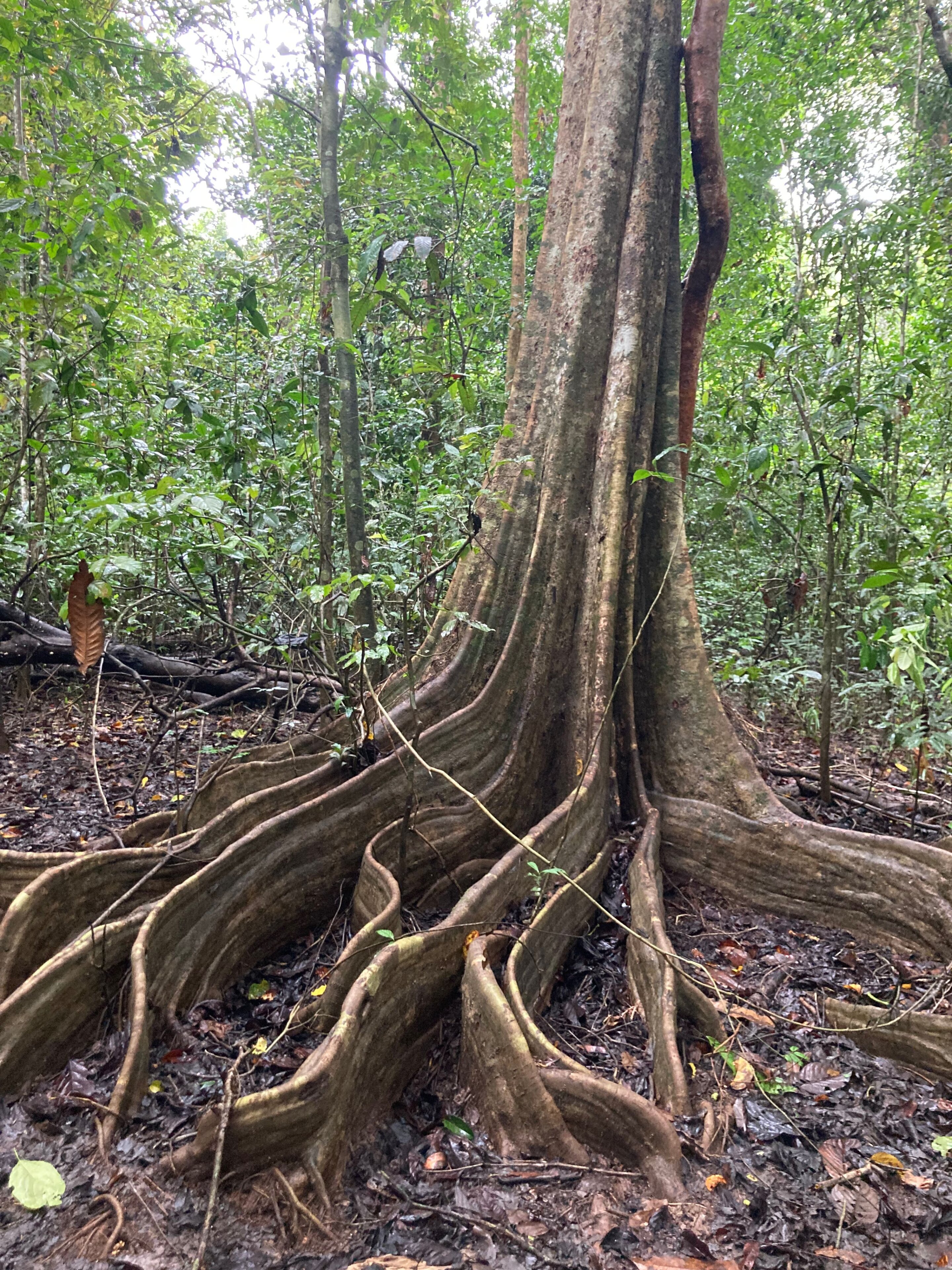 La recuperación de los bosques tropicales solo compensa el 25 % de las emisiones de carbono de la nueva deforestación tropical y la degradación de los bosques