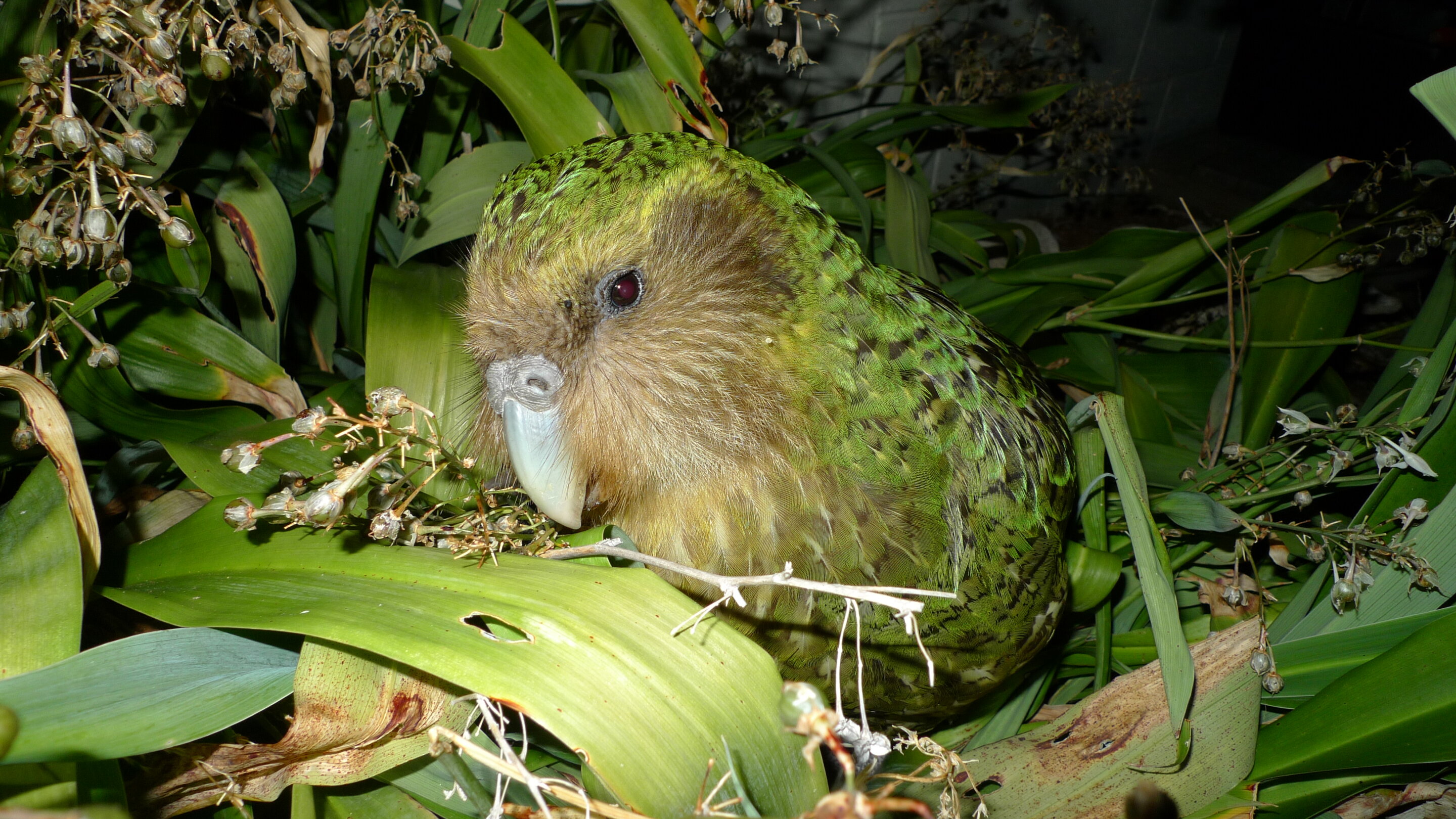 New study has important implications for survival of the critically endangered kākāpō parrot
