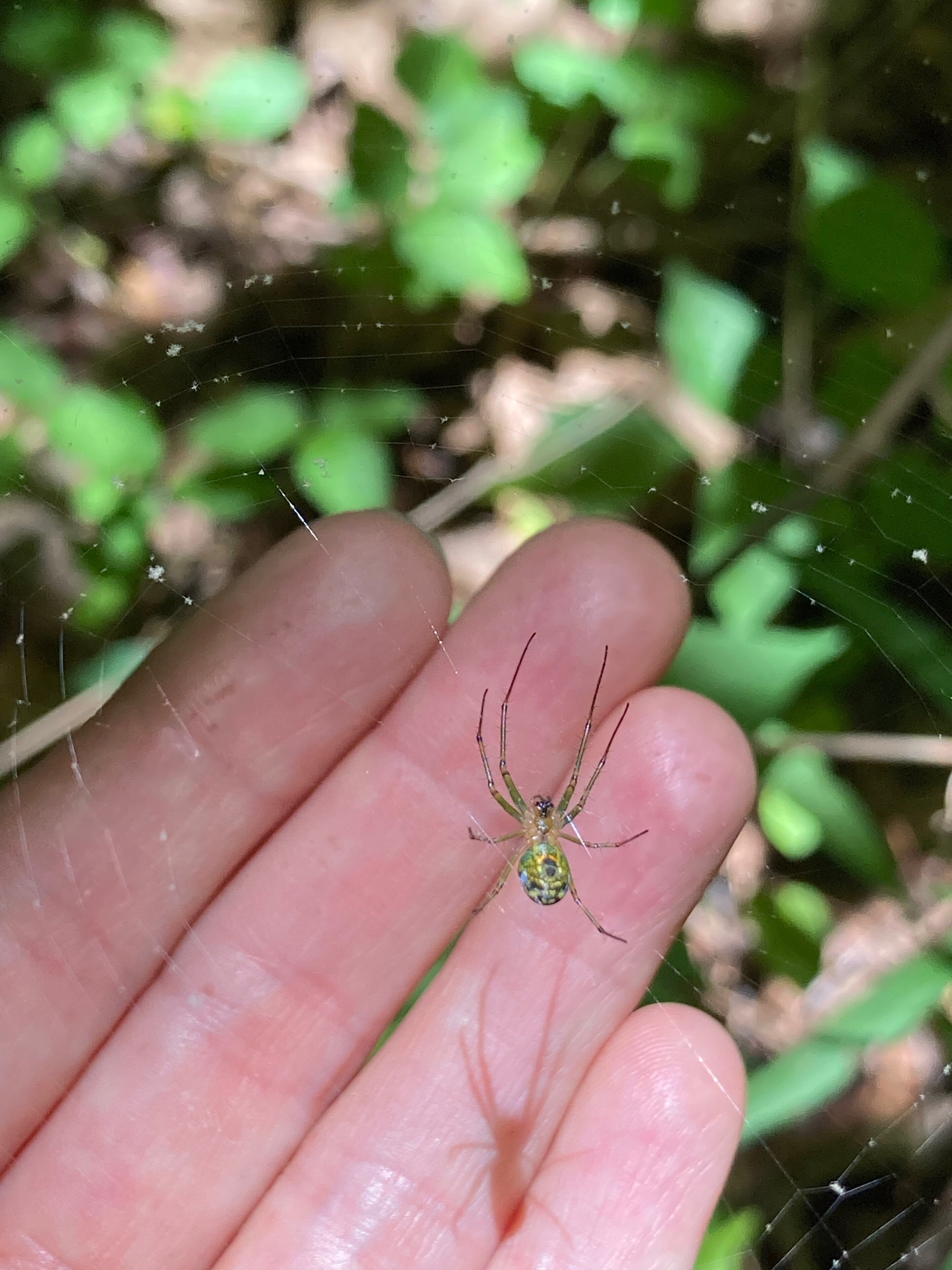 New study reveals that tree species diversity increases spider