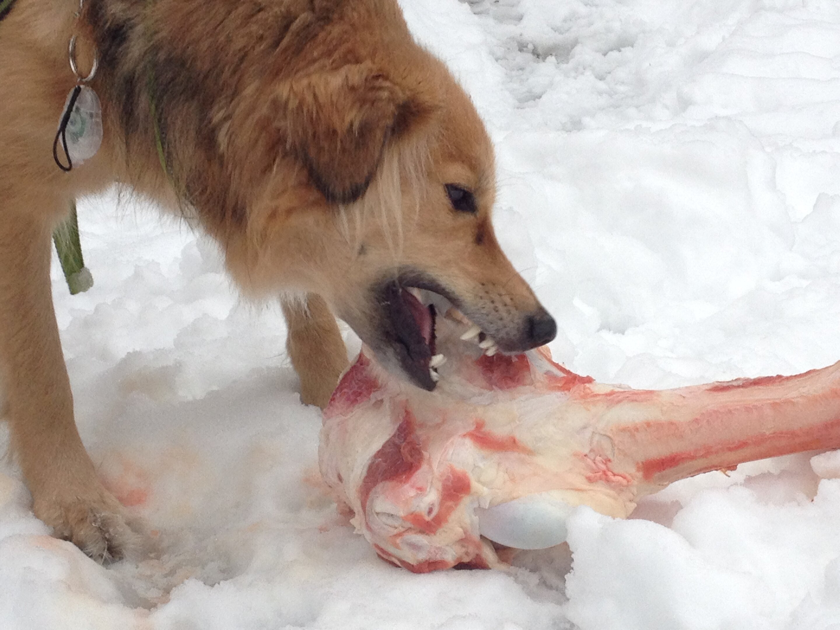 is lunch meat bad for dogs to eat