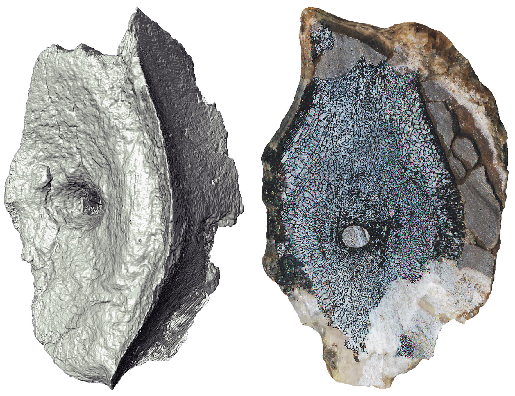 Imagen de tomografía computarizada y sección transversal que muestra la estructura ósea interna de las vértebras del ictiosaurio más antiguo. Crédito: Øyvind Hammer y Jørn Hurum