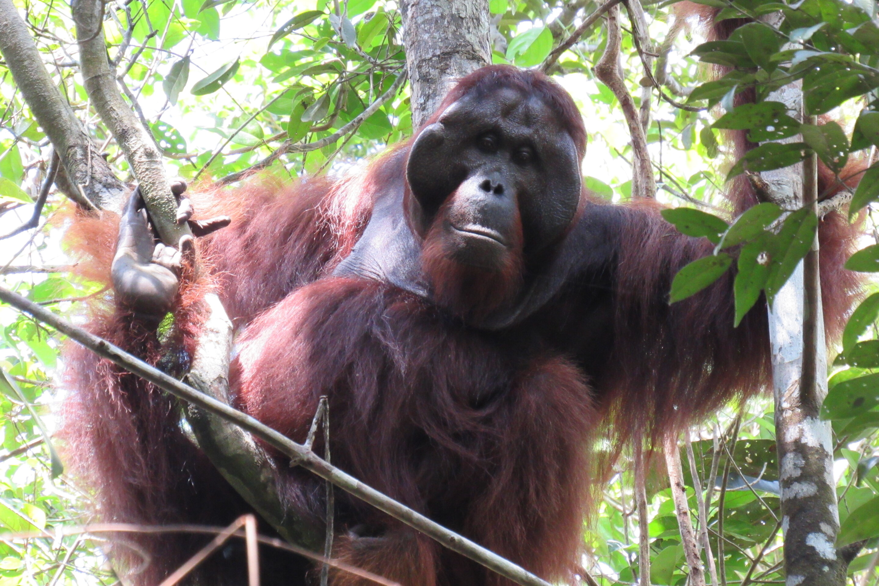 El éxito del orangután macho no se debe sólo a la dominancia, según un estudio