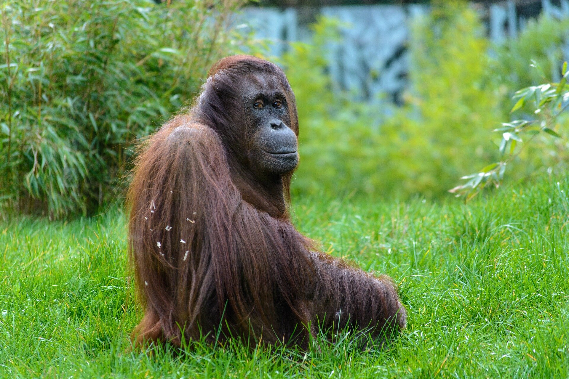 orangutans 1