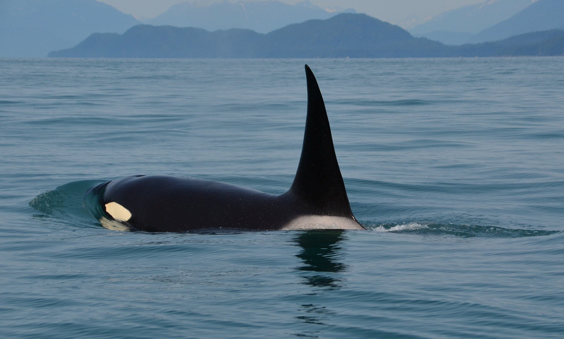 Extinction risk to southern resident orcas accelerating as researchers raise alarm