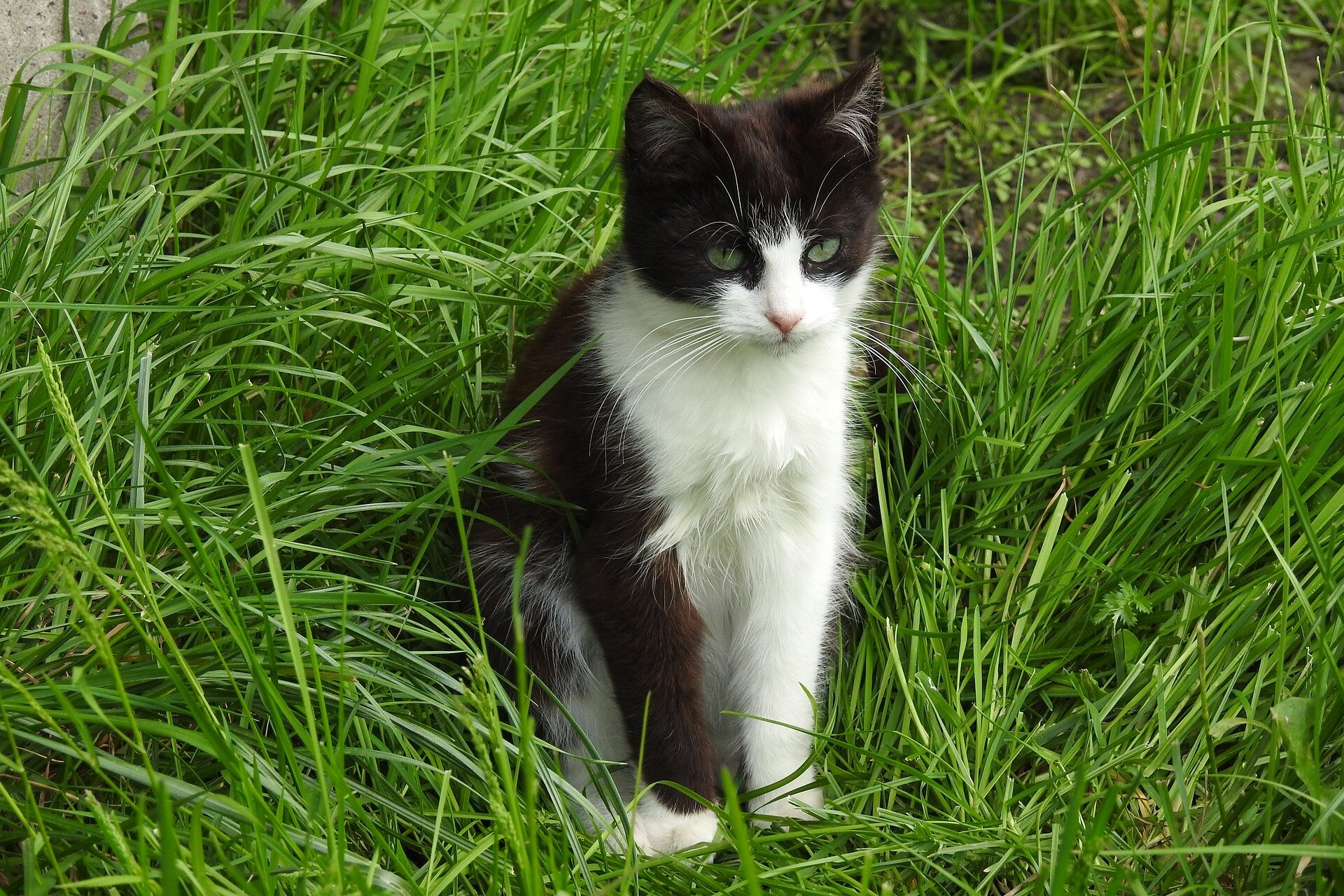 New Zealand, eliminate cats: They kill endangered bird species and