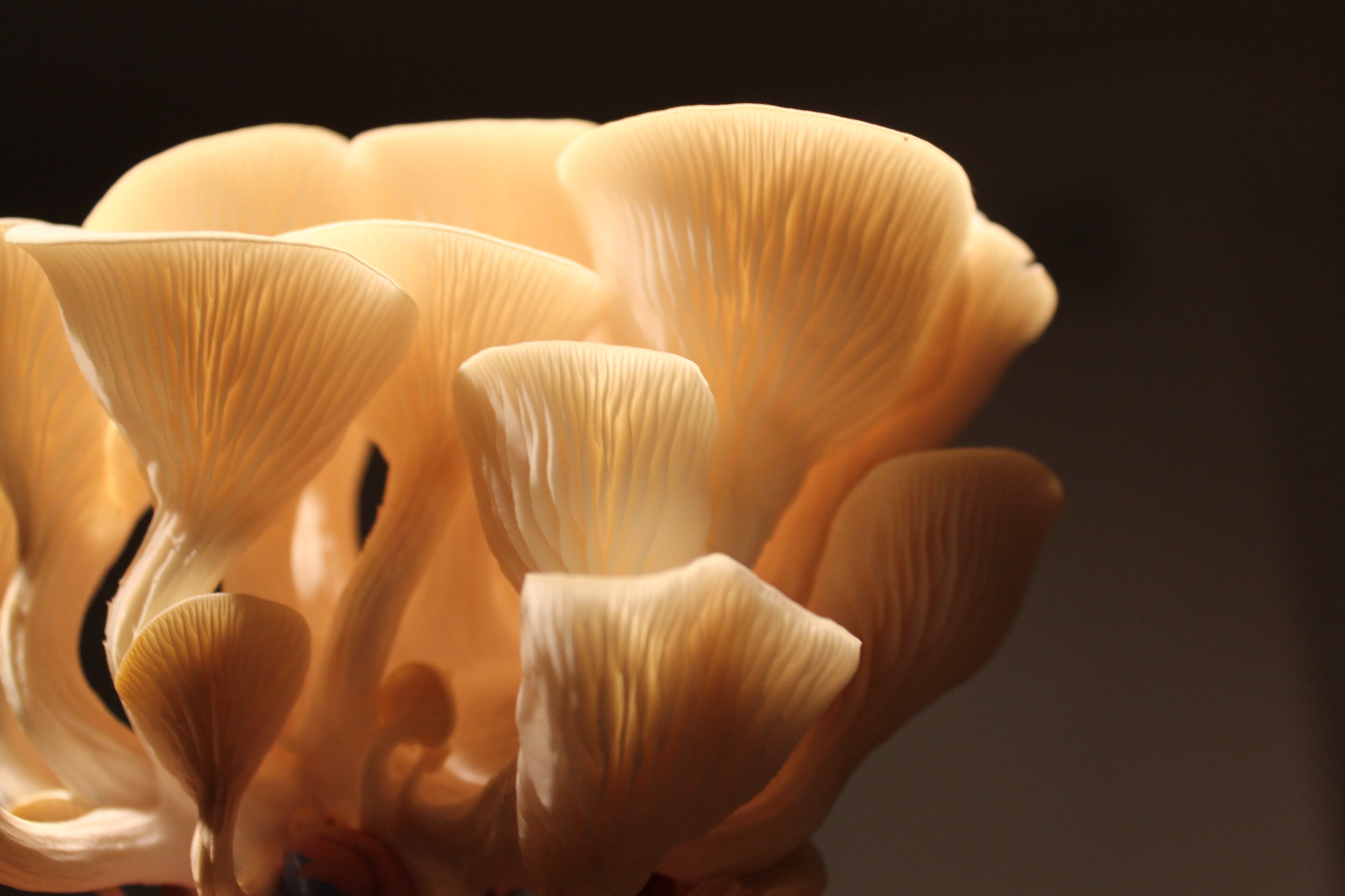 When mushrooms go in the lab: growing design
