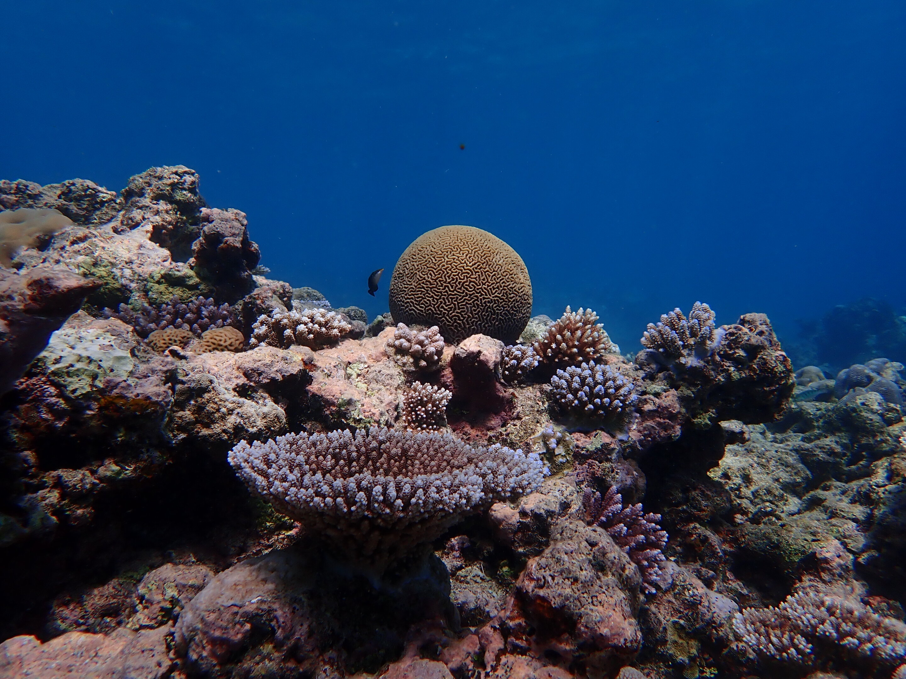 CASE STUDY: Pacific coral reef management in a changing climate