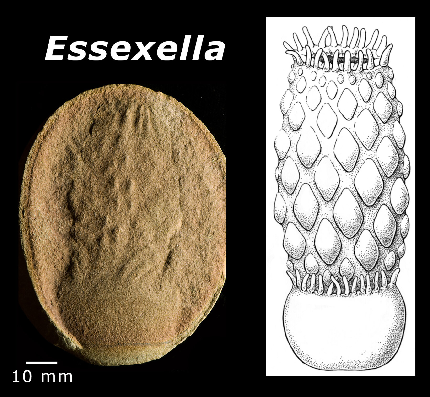 #Paleontologists flip the script on anemone fossils