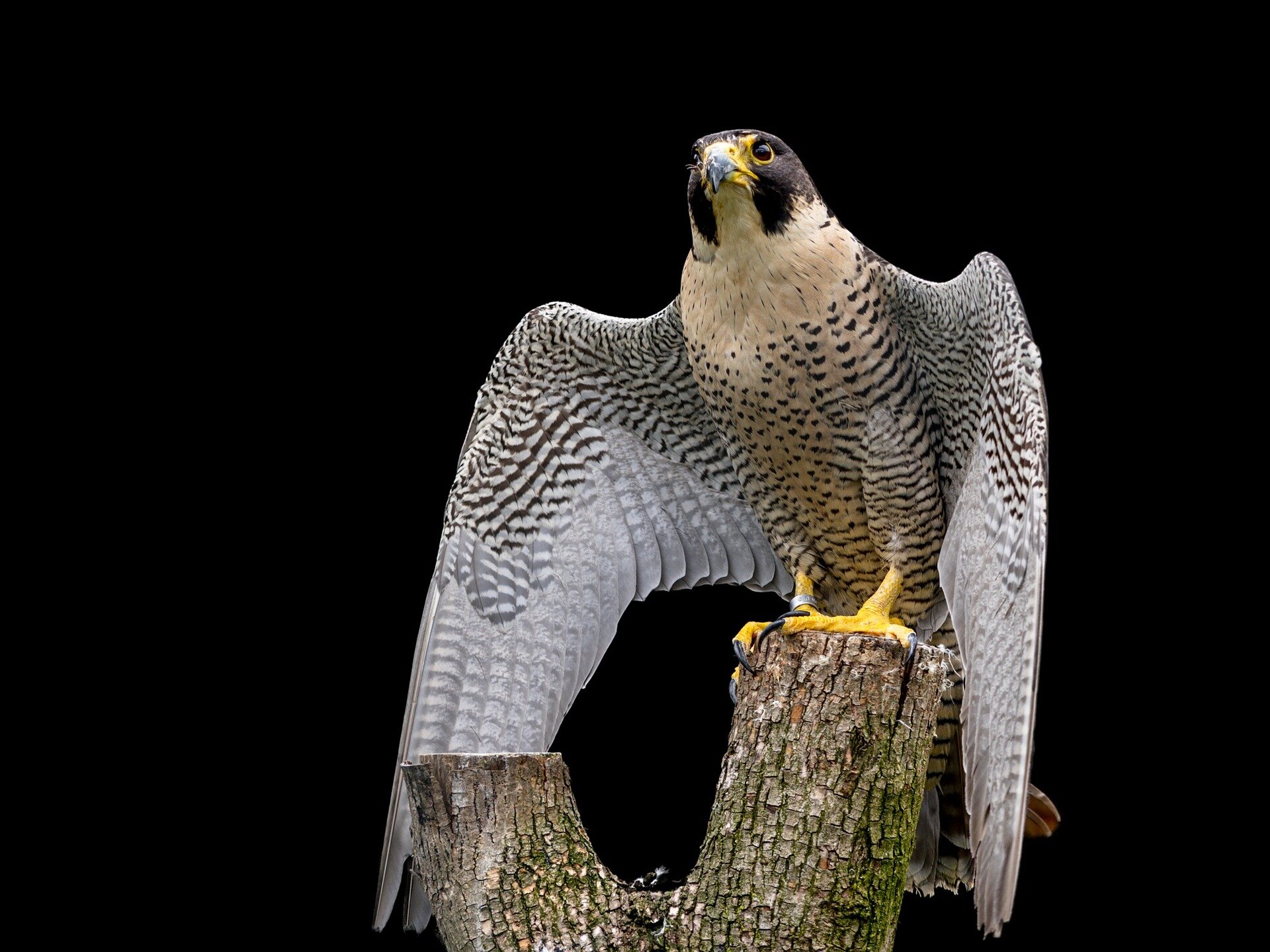 Peregrine falcons set off false alarms to make prey easier to catch ...