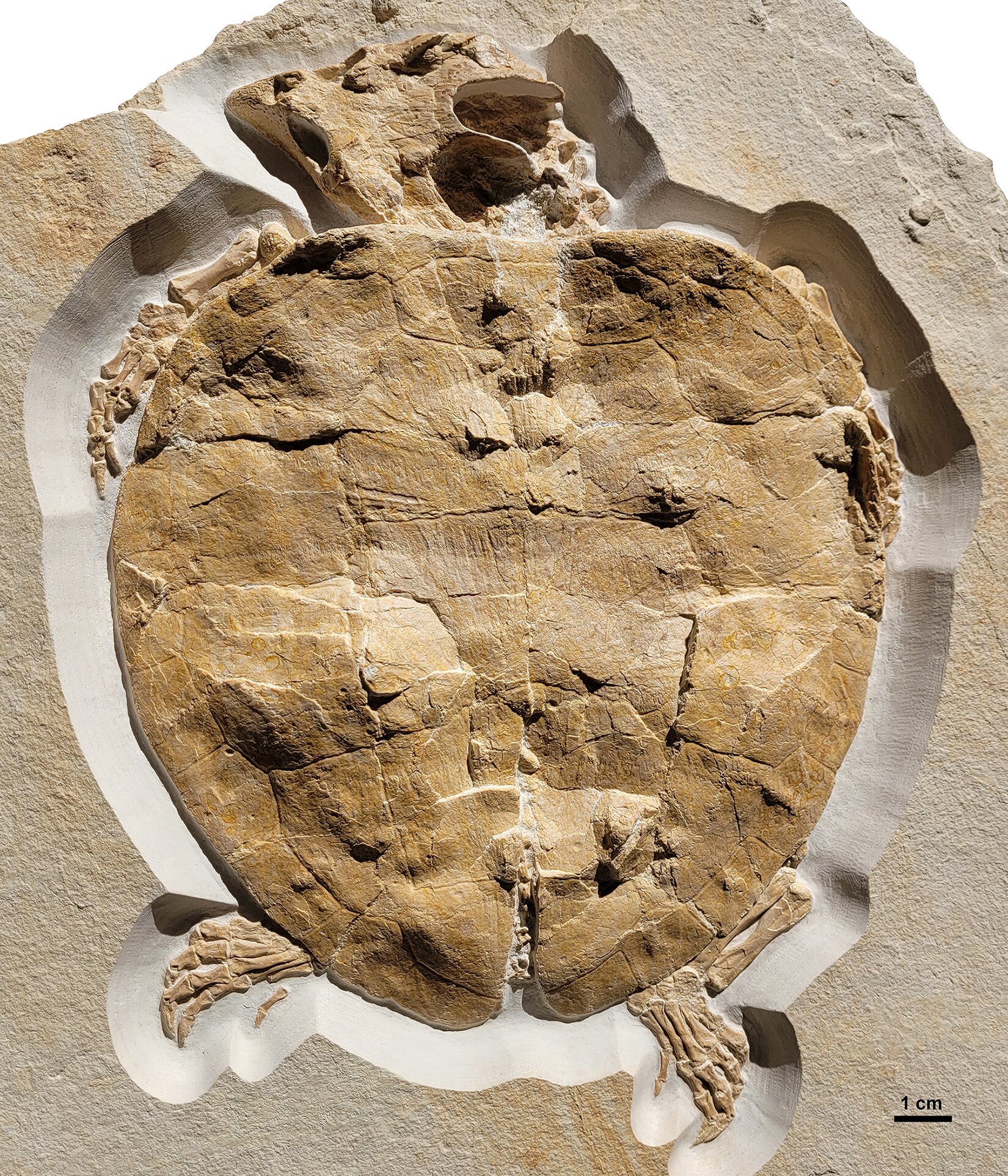 Perfectly preserved turtle fossil gives clues to habitat 150 million years  ago