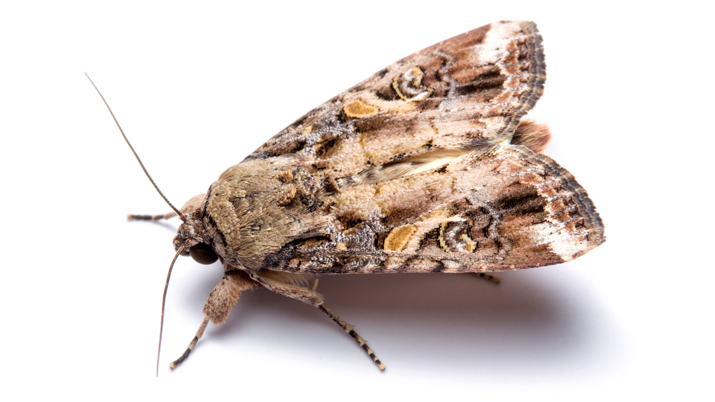 Moths Archives - Hawx Pest Control
