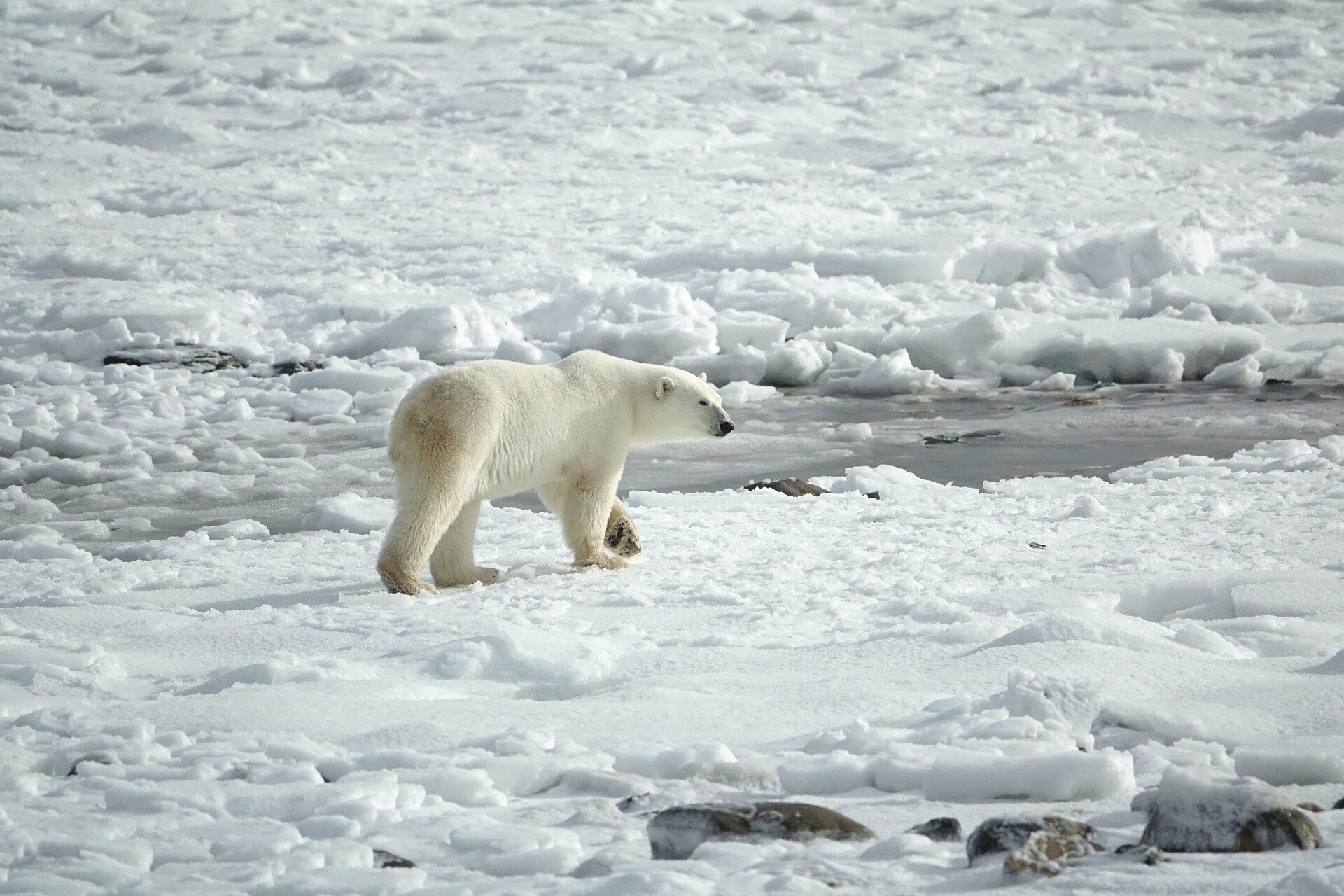 For 20,000 years, polar bears have been retreating due to rising