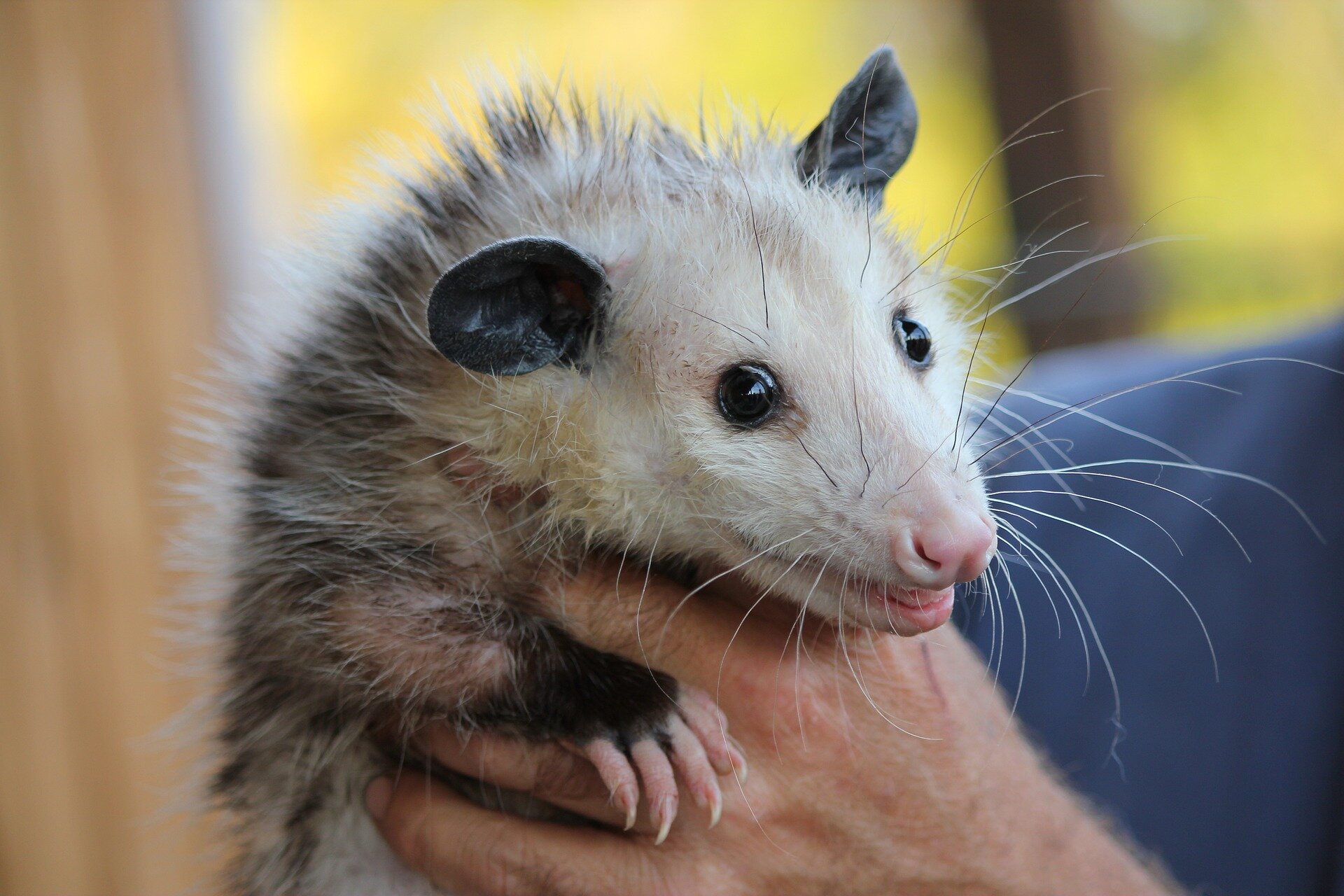 As pythons in Florida try to hide, they face a new enemy: Possums with GPS collars