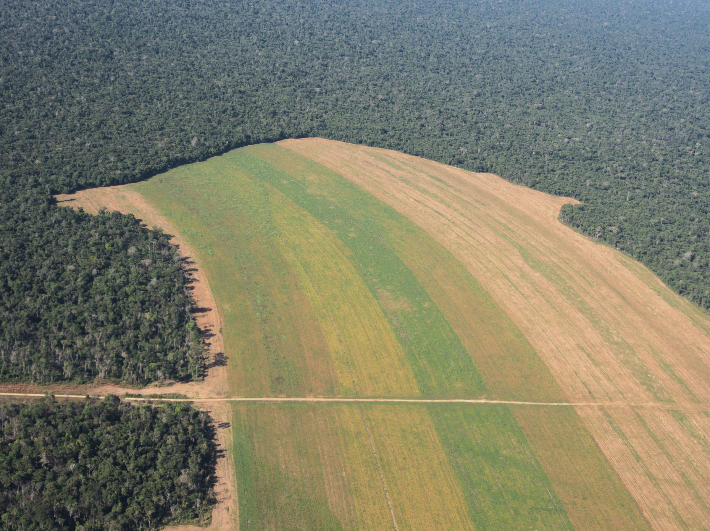 The Atlantic Forest: A Unique Biome in Brazil - Carbon Credits