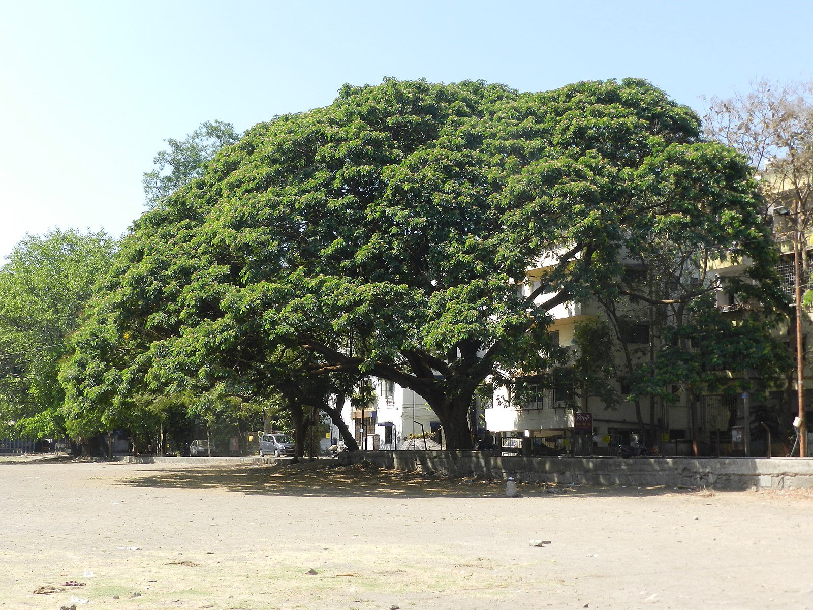 Prized 750-ton rain tree moved to new home—critics fear it won’t survive.
