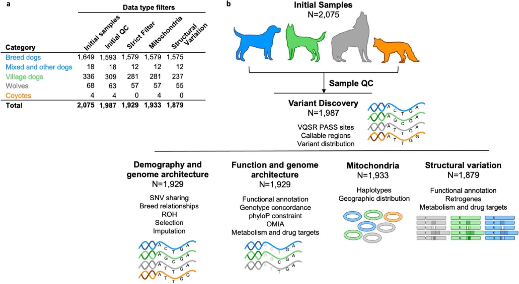При расшифровке генома собаки было установлено 30