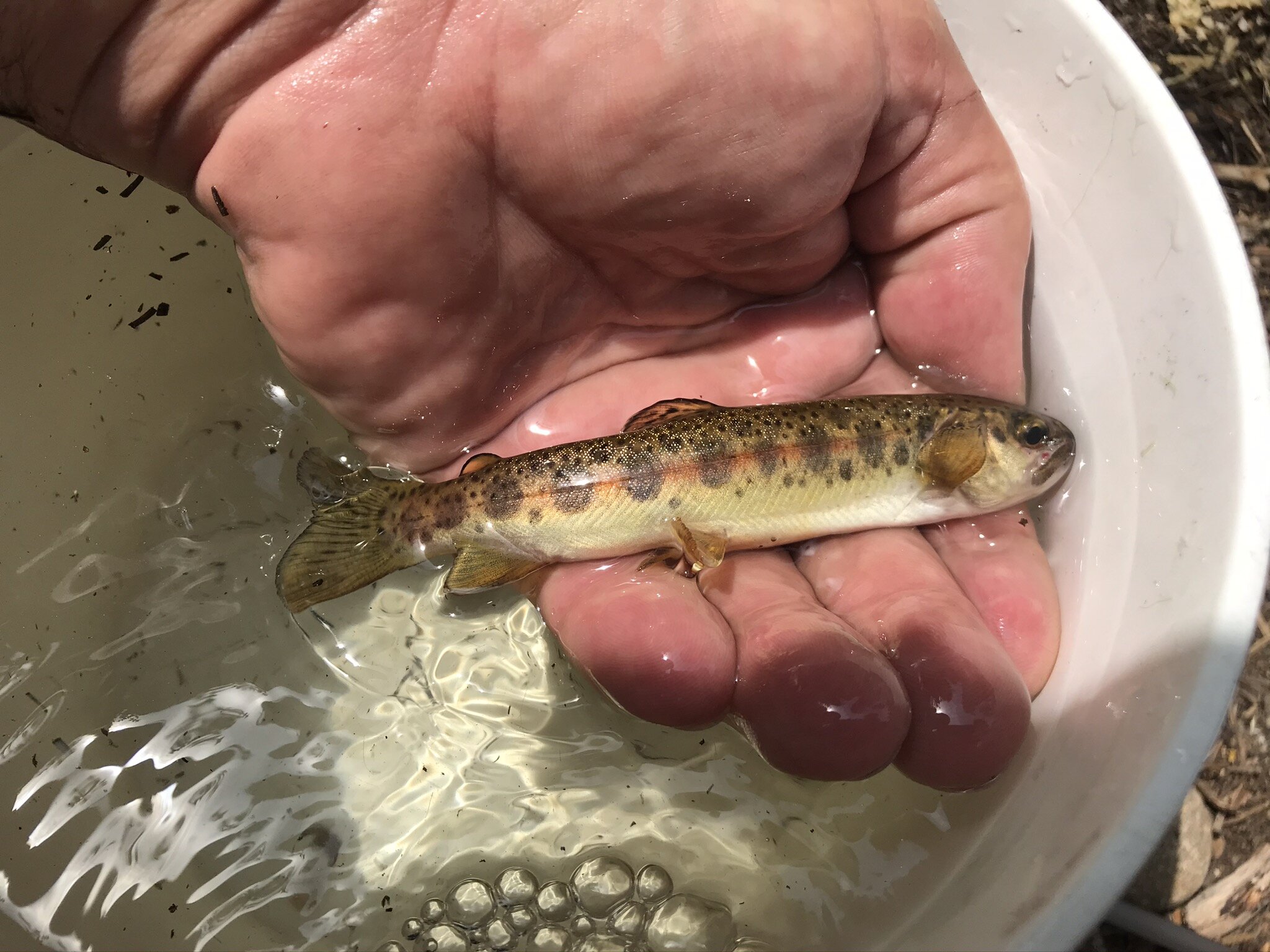 Rainbow trout subspecies newly named