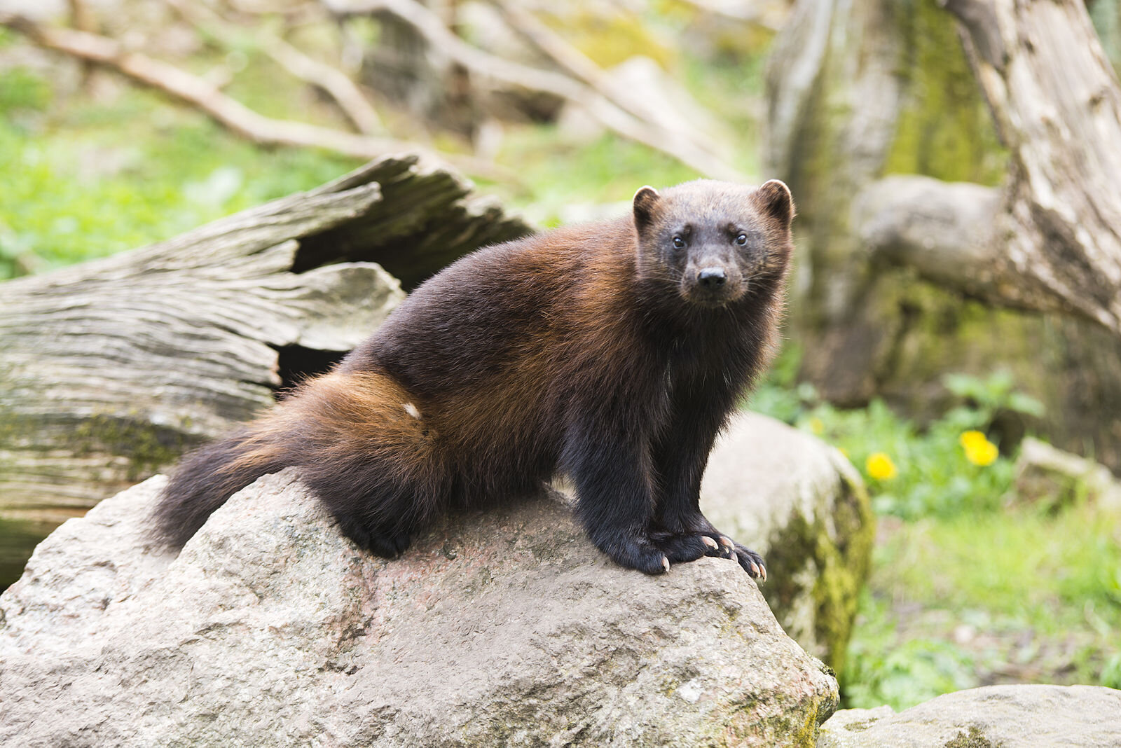 Rare wolverine spotted in California is 2nd confirmed specimen in