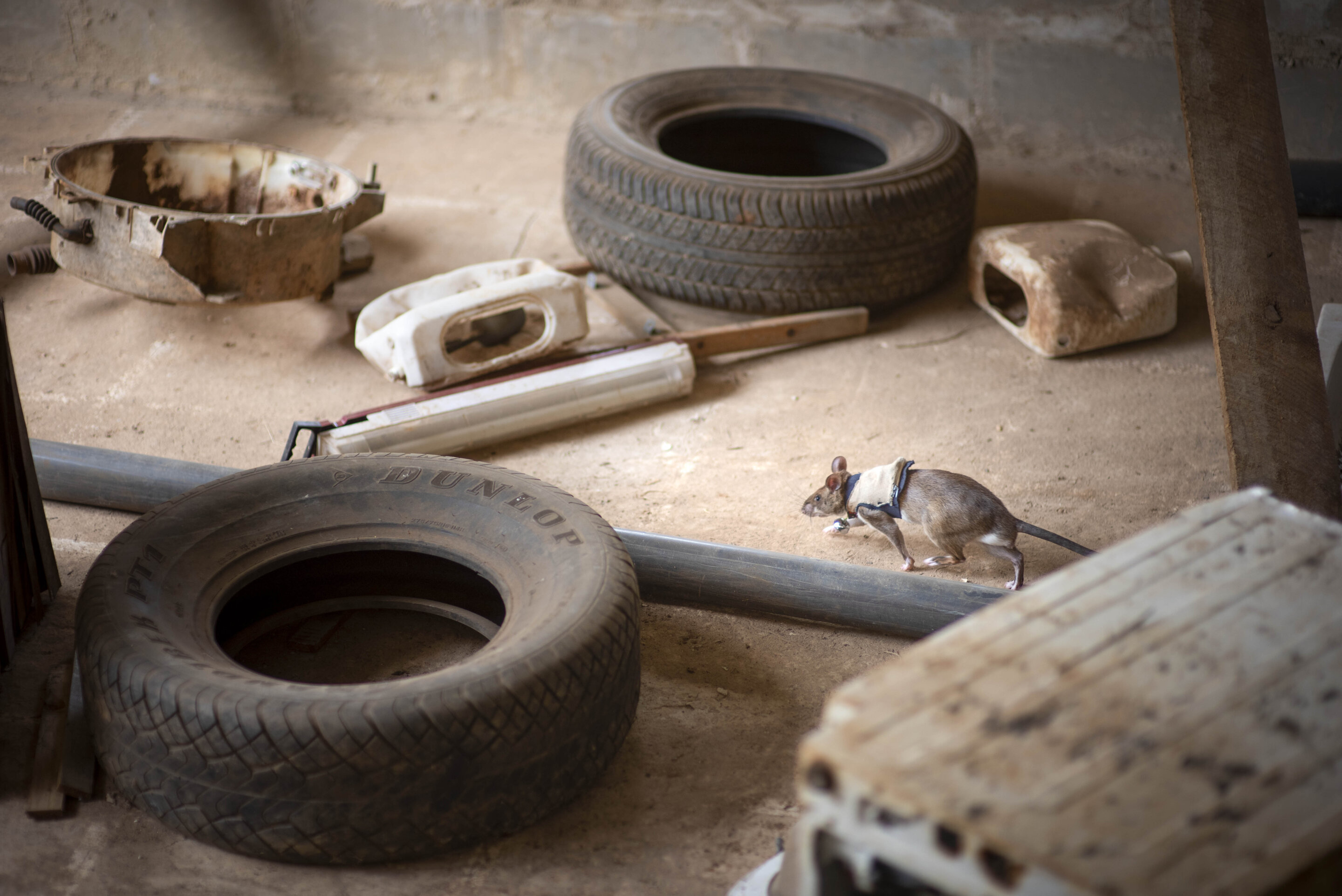 Rats with backpacks sniff for victims under rubble