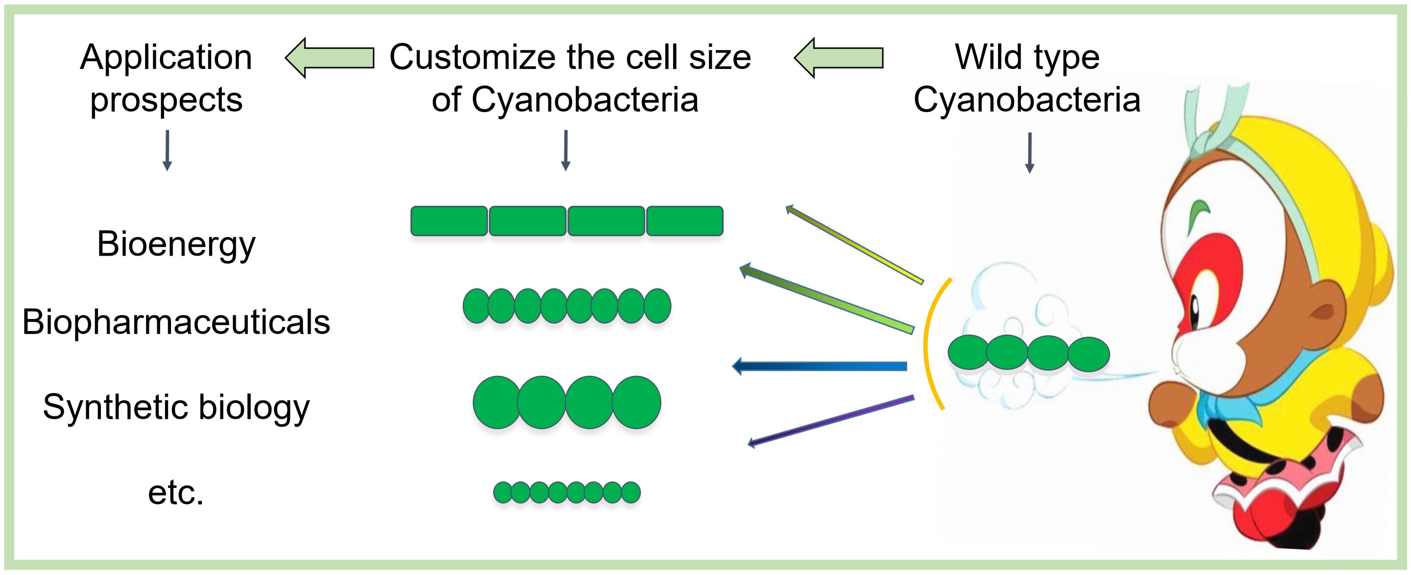 photo of Researchers report novel cell size regulation mechanism in cyanobacteria image