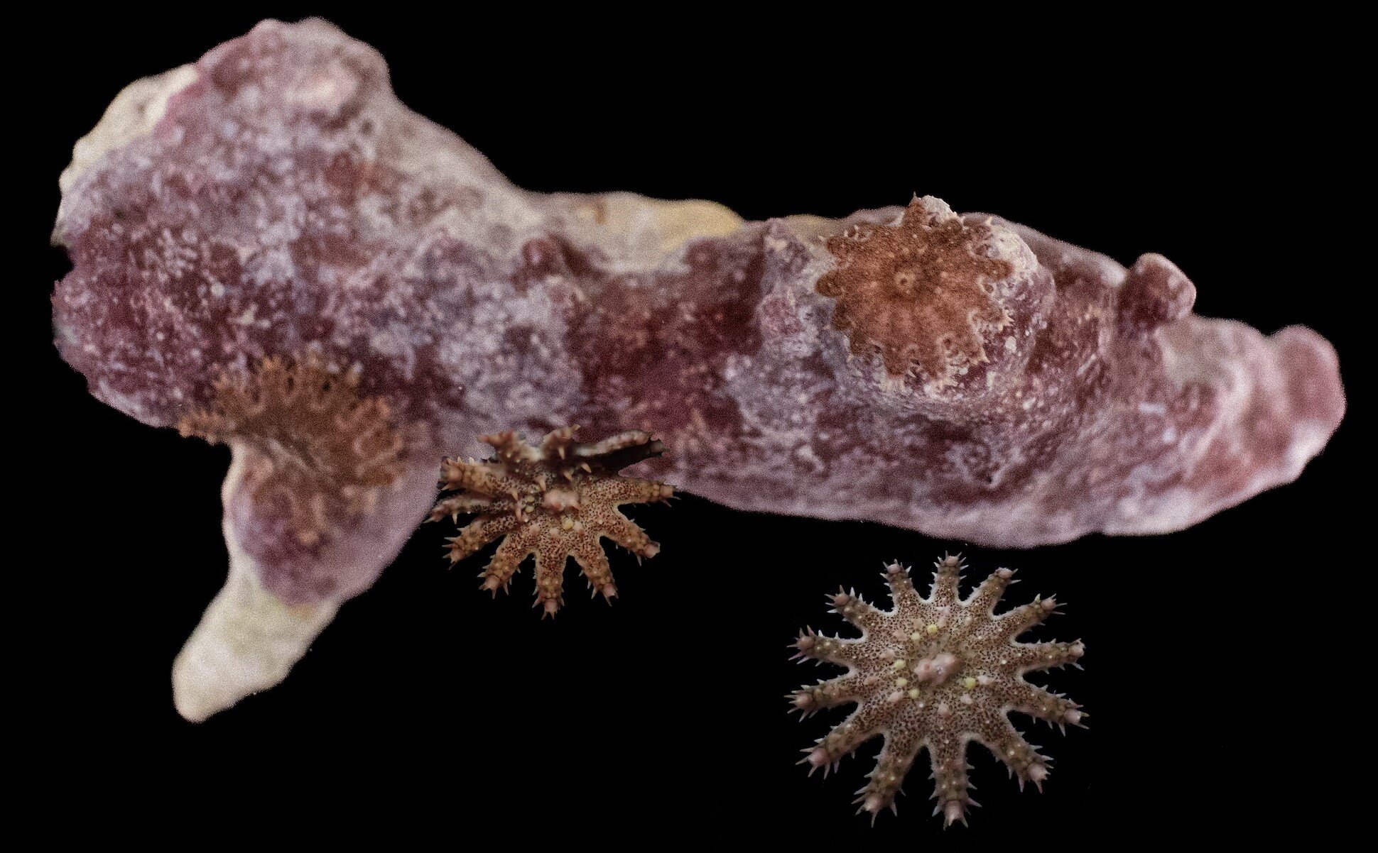 Drapieżnik żywiący się koralowcami przeżywa blaknięcie koralowców i żeruje na ocalałych