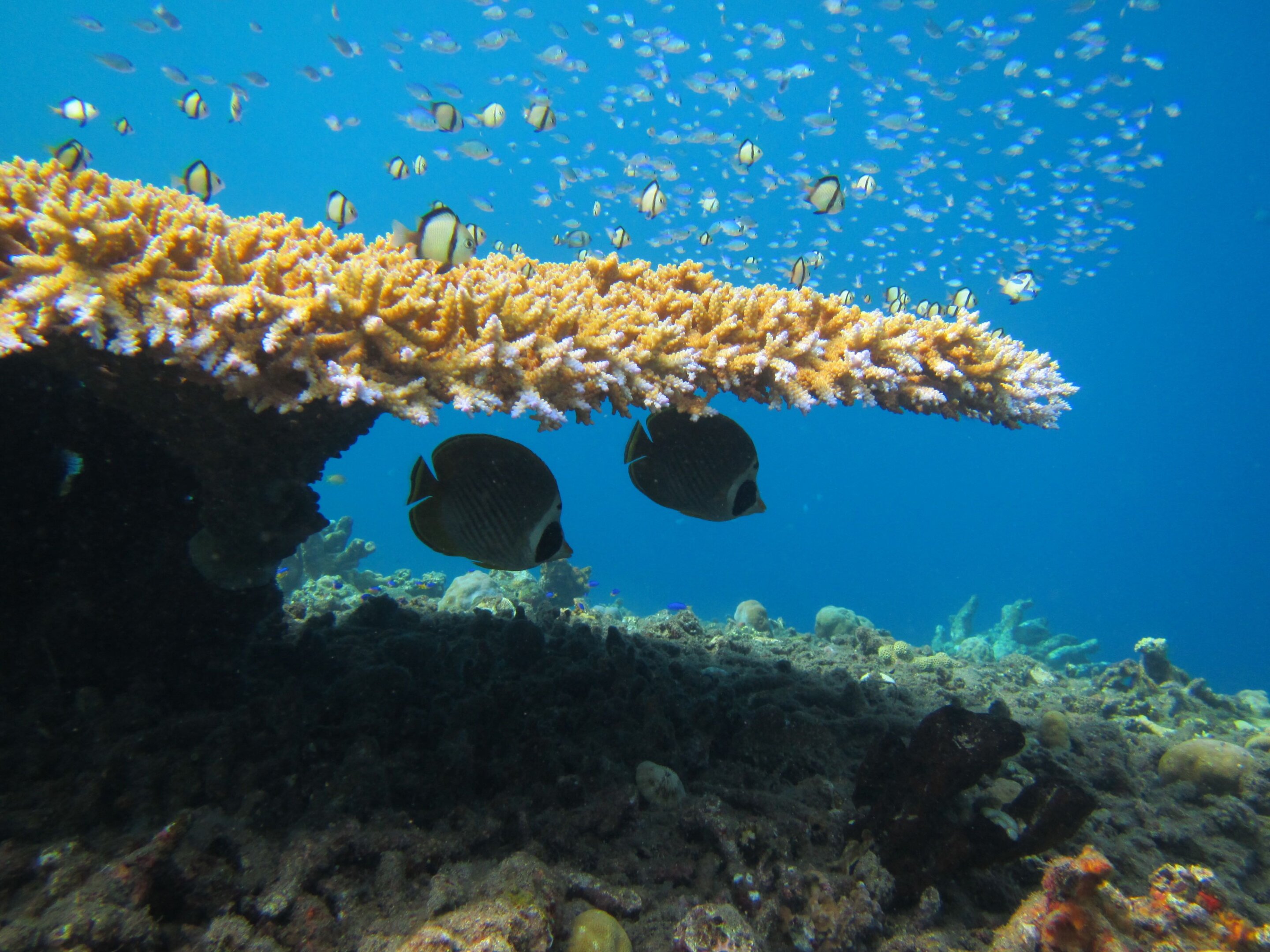 Les poissons de récif doivent apprendre les « règles d’engagement » après le blanchissement des coraux