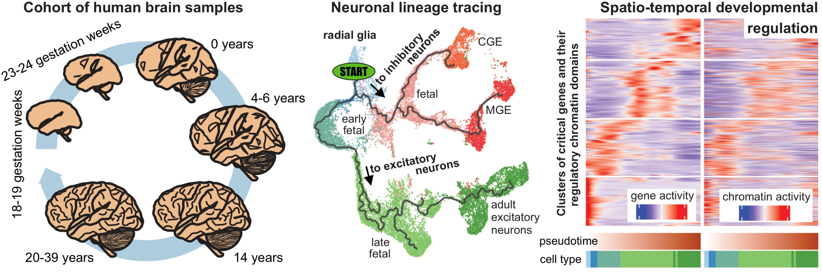 The human brain - The Human Protein Atlas