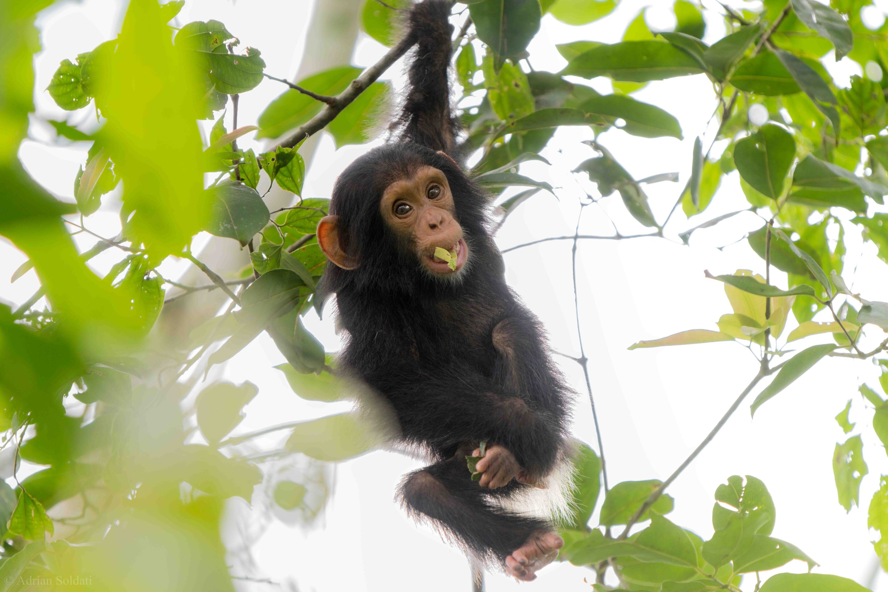 Researchers discover chimpanzee communities have local gestural dialects