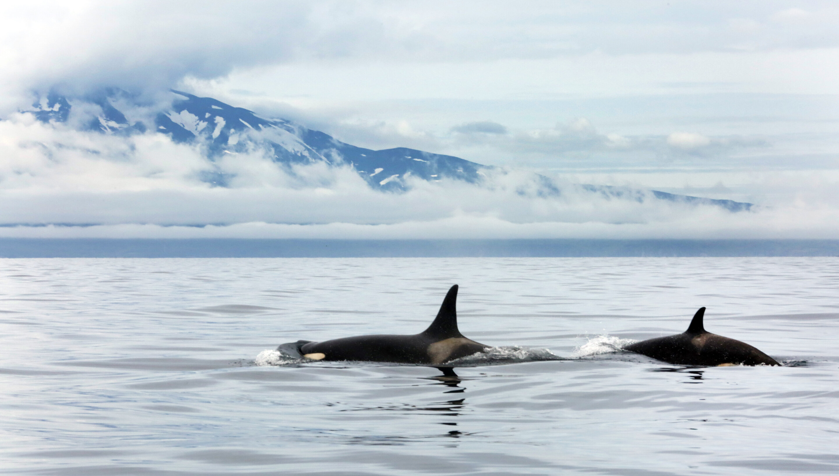 Investigadores han descubierto un refugio para orcas de 20.000 años de antigüedad en el Pacífico Norte