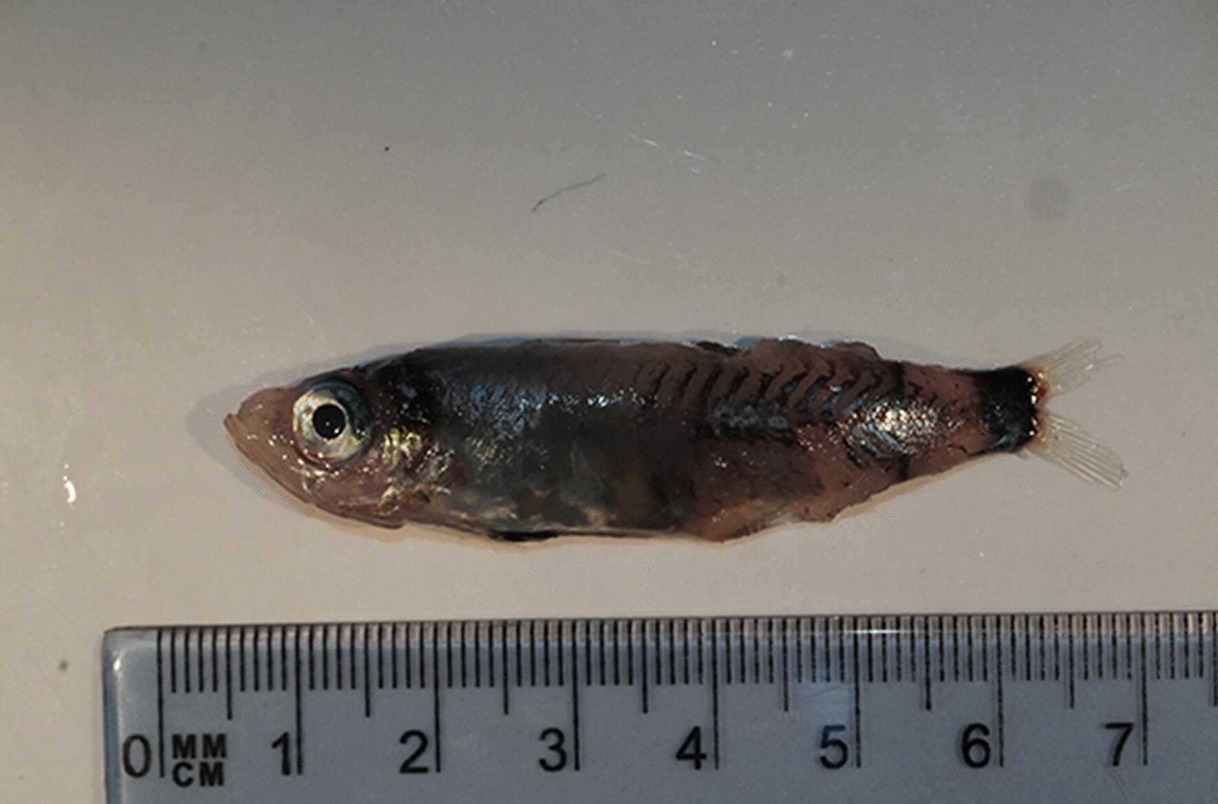 Researchers find a new fish species in the deep sea off Ireland
