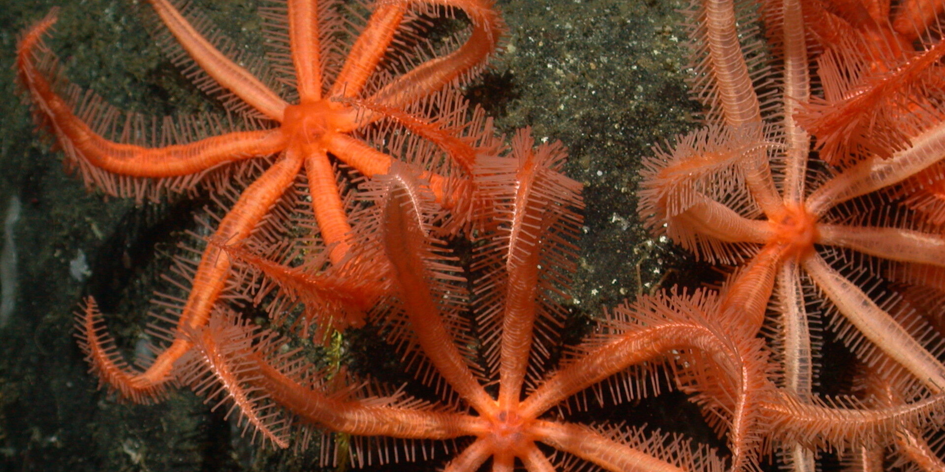 Los investigadores identifican las mejores prácticas para comprender la vida en el fondo del vasto océano