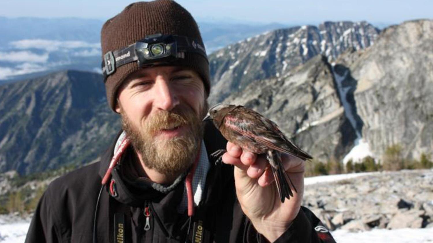 photo of Rosy finches are Colorado's high-alpine specialists, and researchers want to know why image