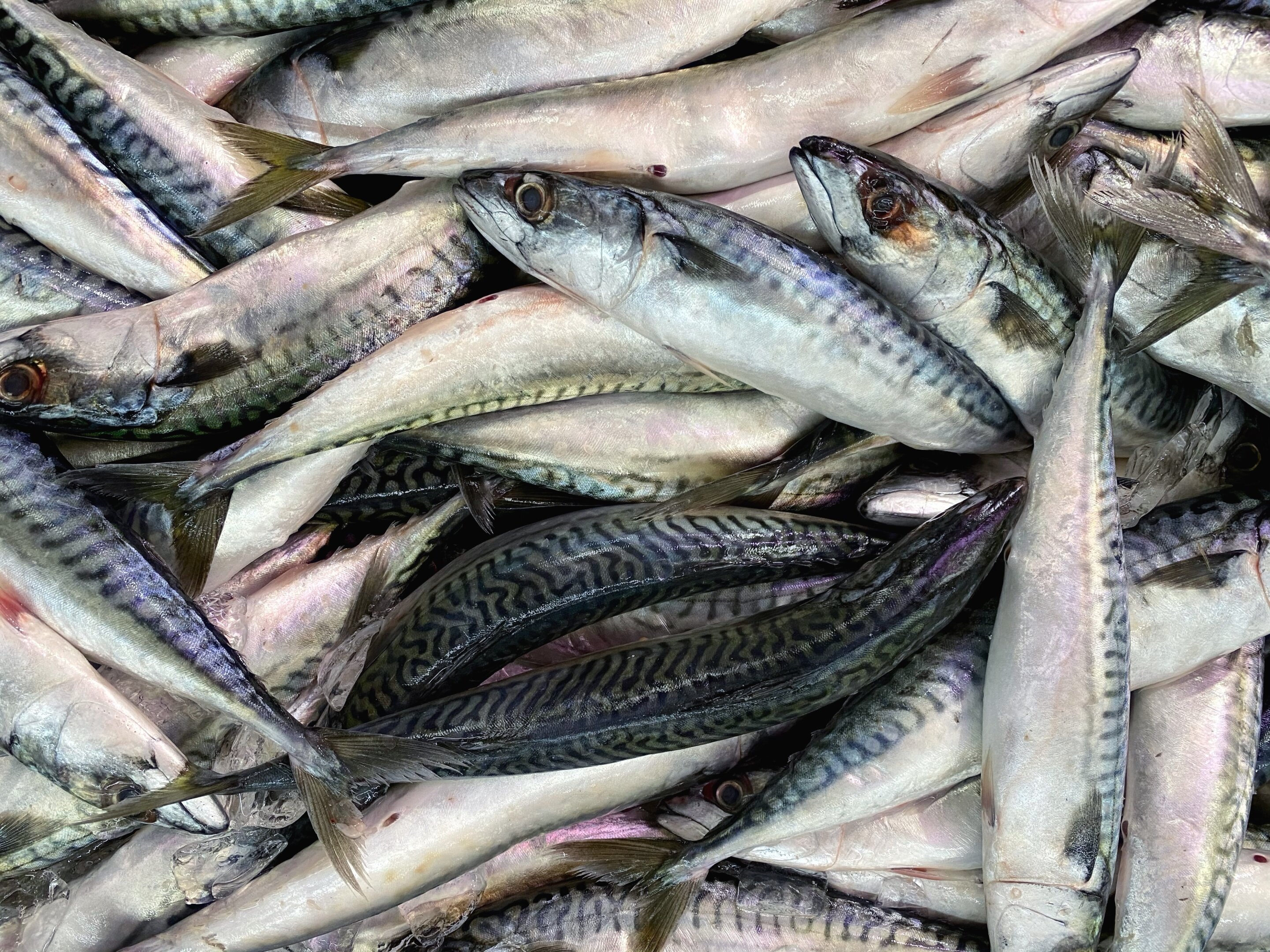 Les sardines sont toxiques et ont tué des restaurants en France