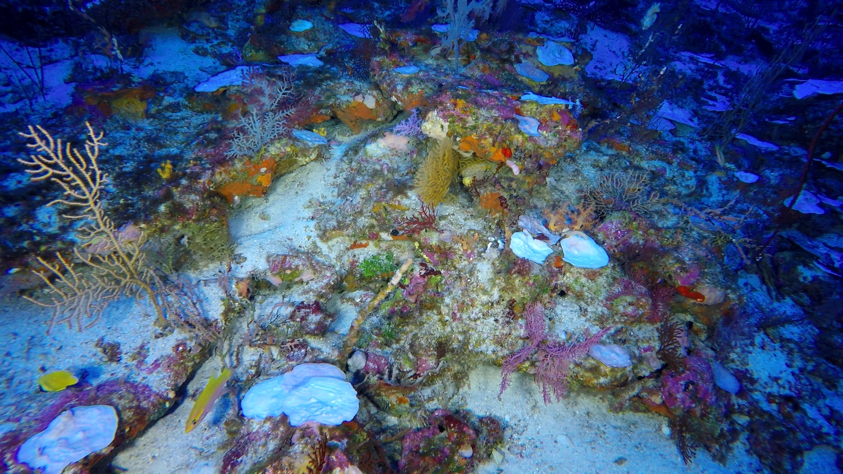 Marine heat wave impact on corals worse than previously thought, according  to new research