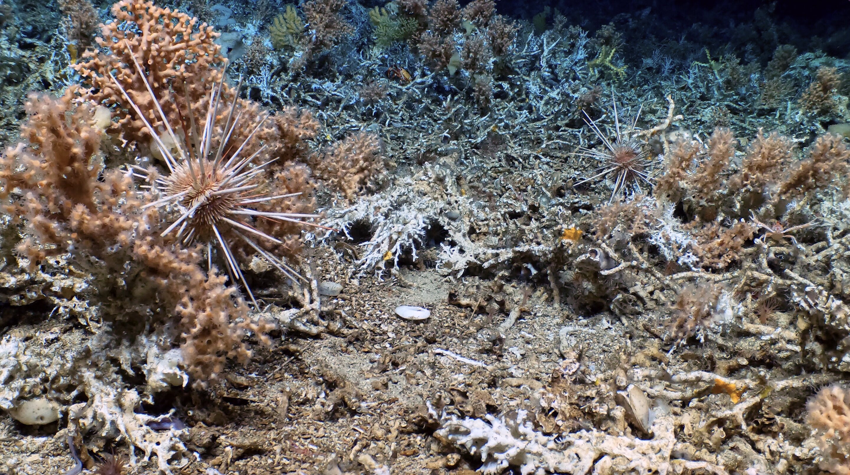New Coral Reef Discovered Near Galapagos Islands
