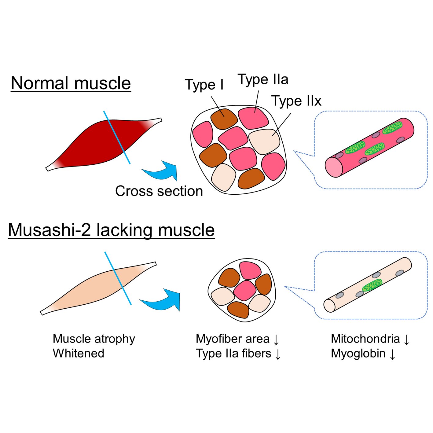 Scientists Investigate Protein That Controls Skeletal Muscle Composition