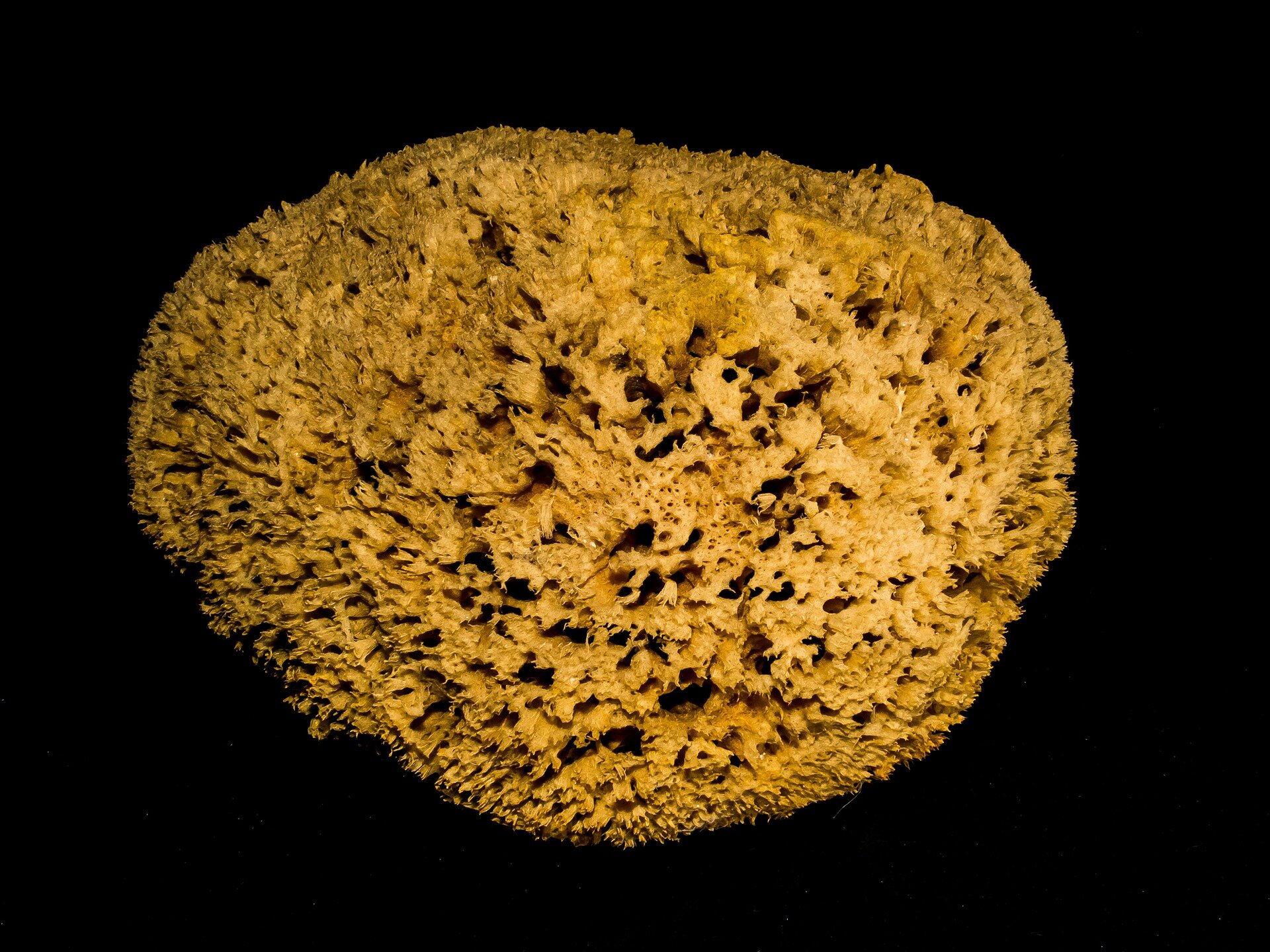 A Sea Sponge Could Save Your Life