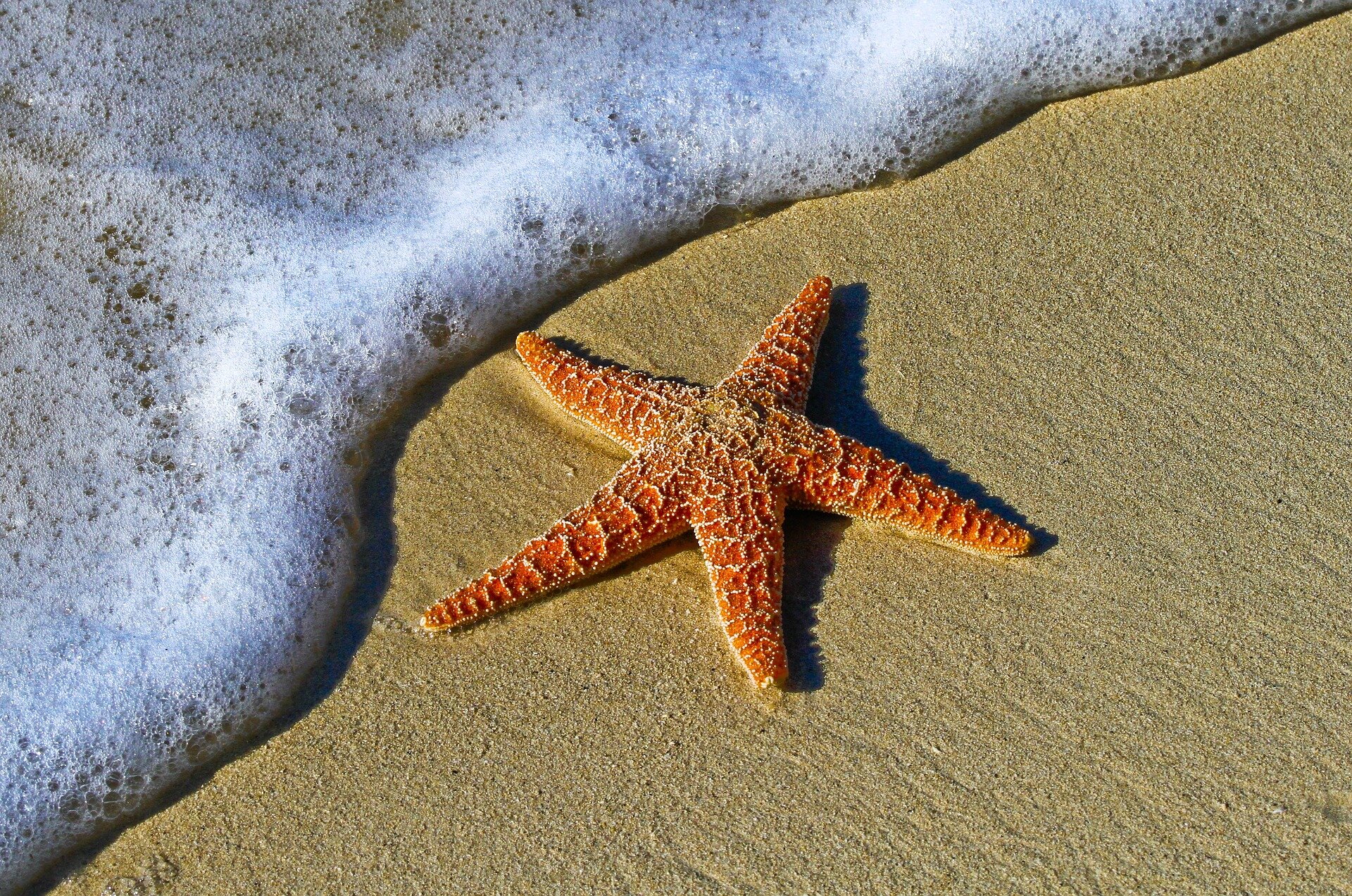 Disease nearly wiped out sea stars on California's Central Coast