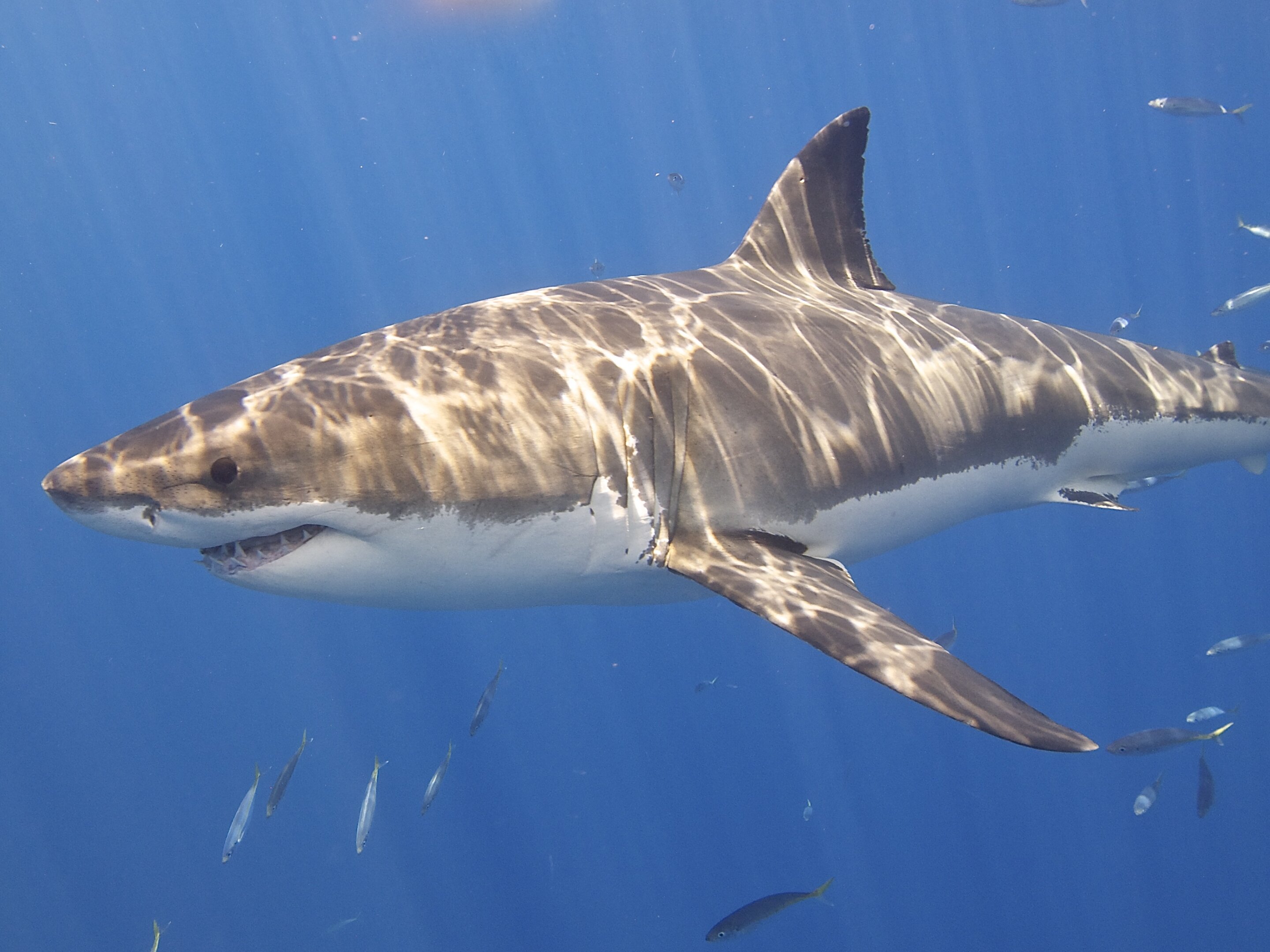 Is fear of sharks being overblown?