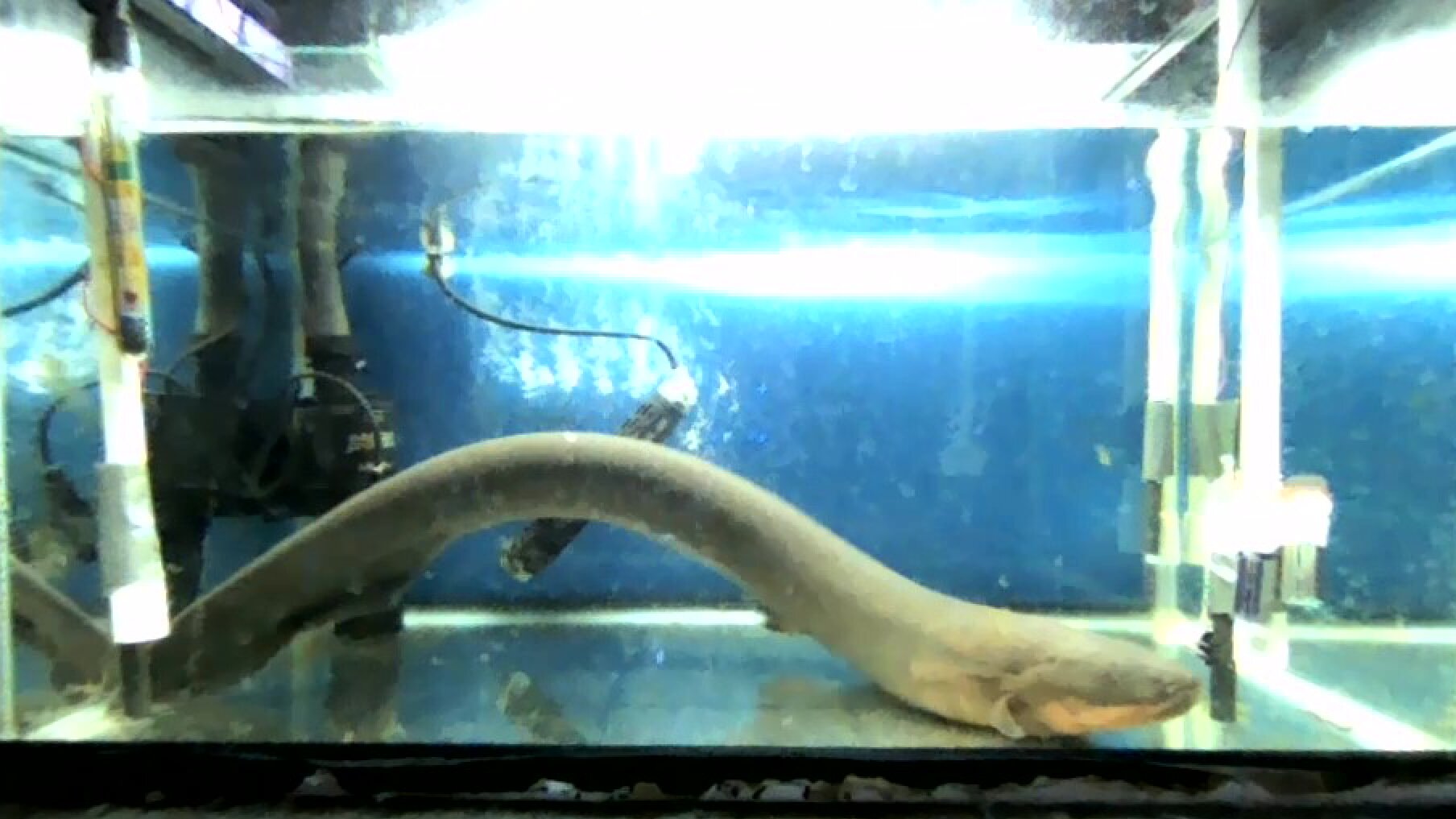 Shocking' discovery: Electricity from electric eels may transfer