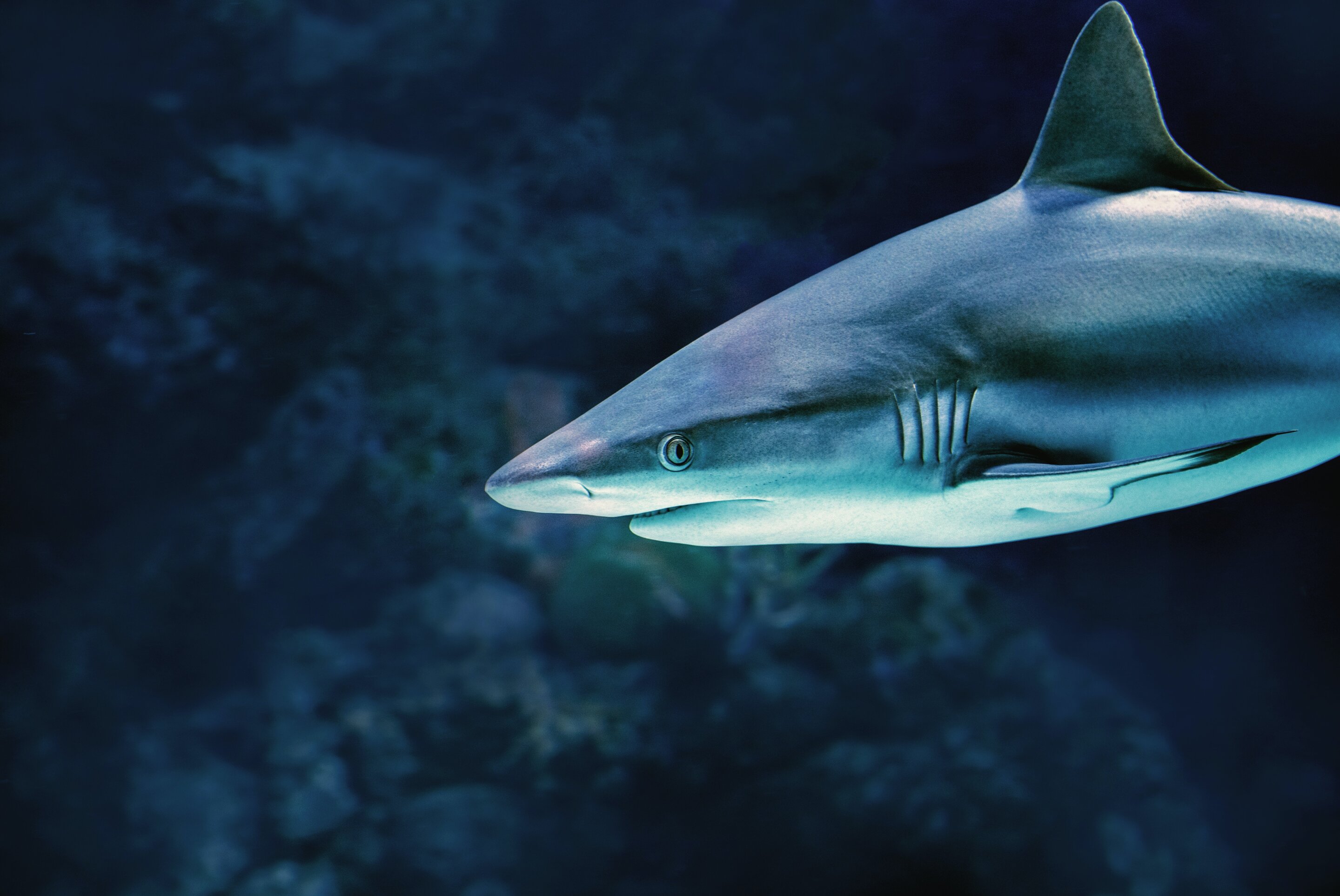 Scientists reveal the depths silvertip sharks go in search of food