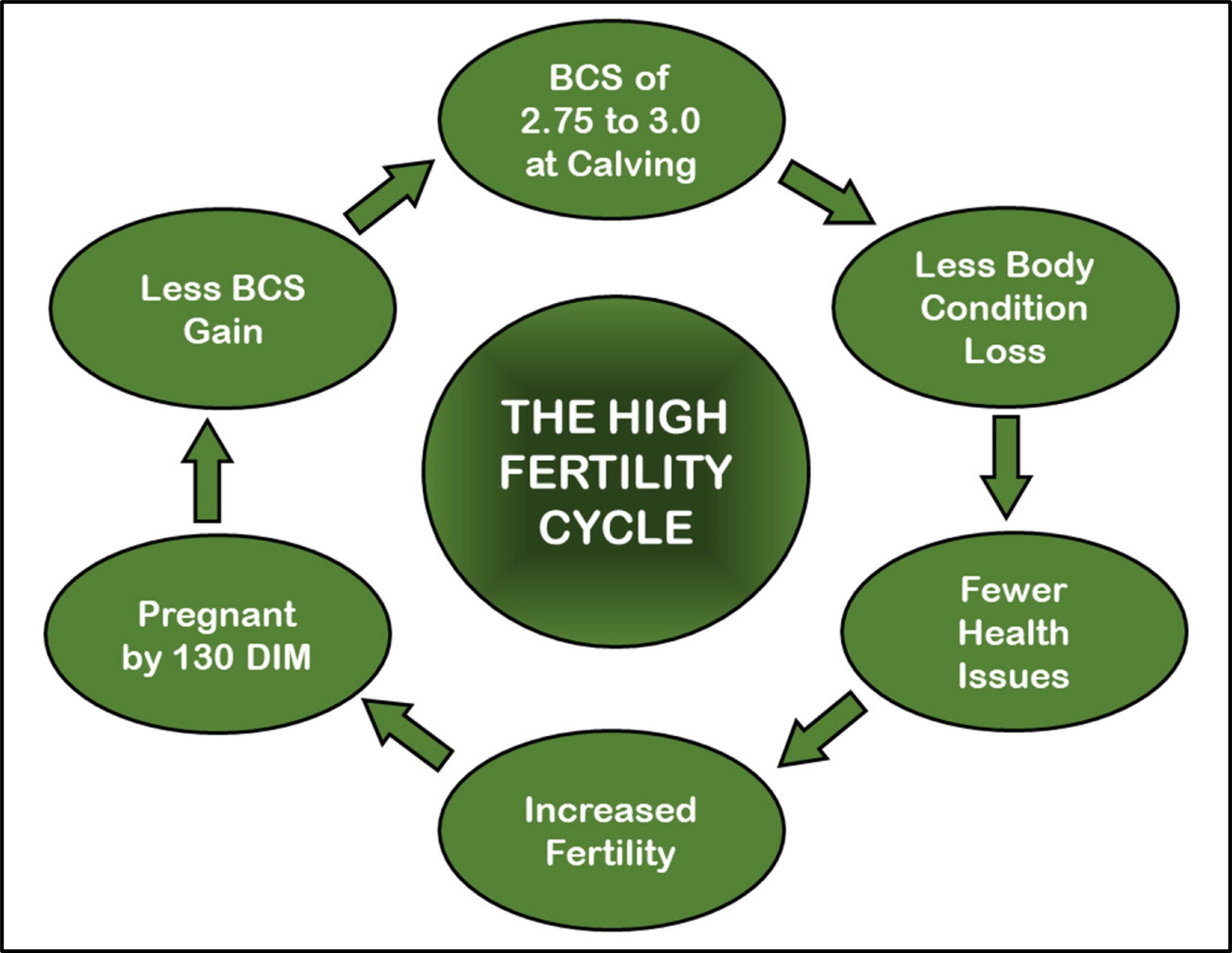 Efficient Measures for Managing High Fertility Cycles in Dairy Herds