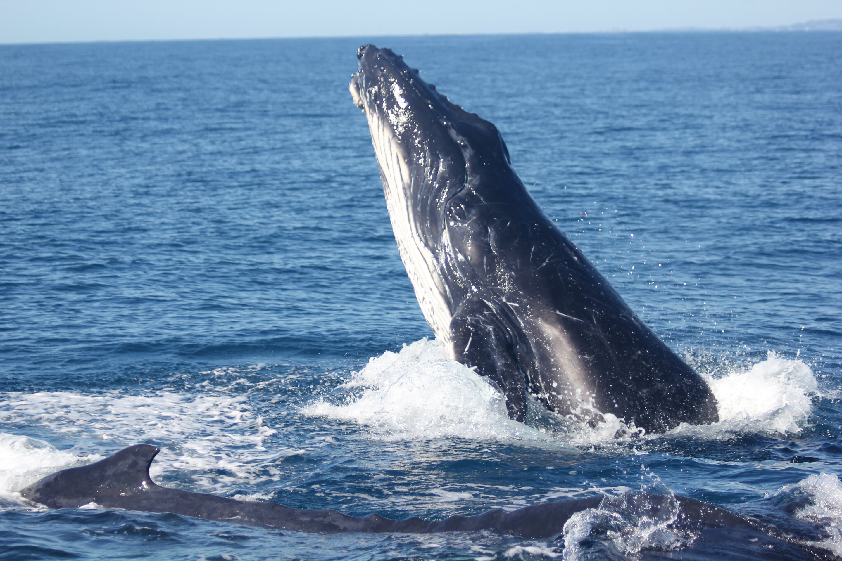 Humpback whales singing are influenced by wind noise, not boats.