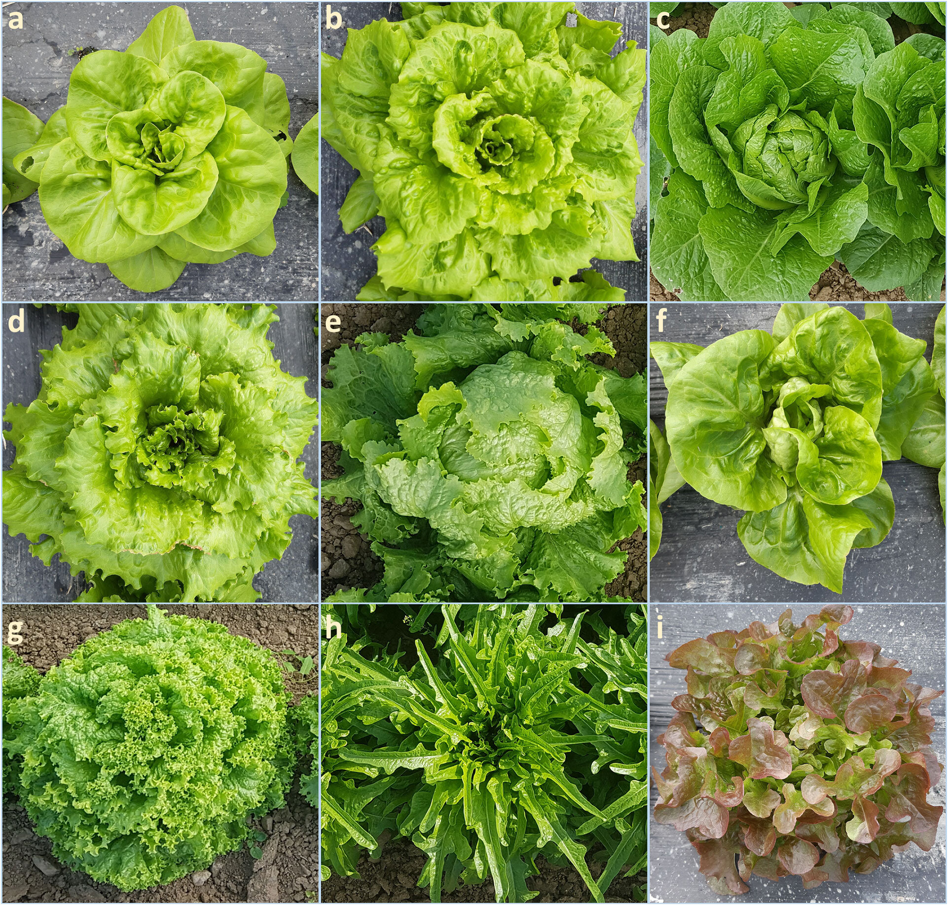 A brand new genomic useful resource to analyze the variety of lettuce germplasm